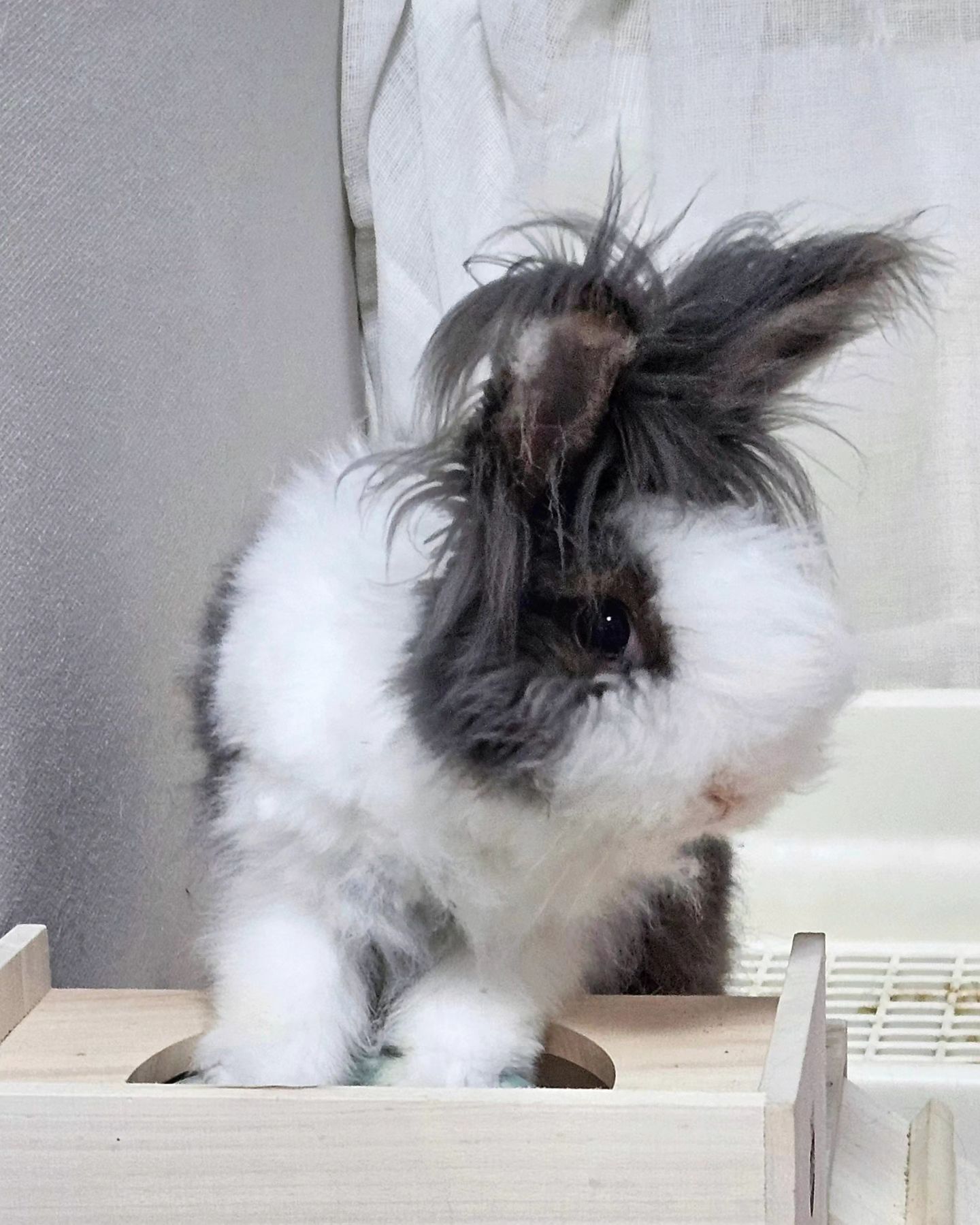 더워서 이발했어요🫠