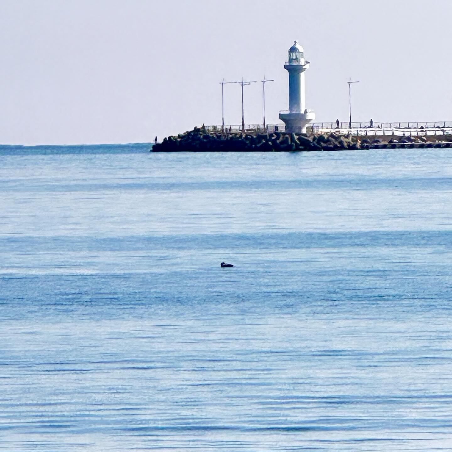 🌊

오랜만에 일어나자마자 동네마실
바람은 시원하고 햇볕은 따땃해서 기분좋아

#겨울바다