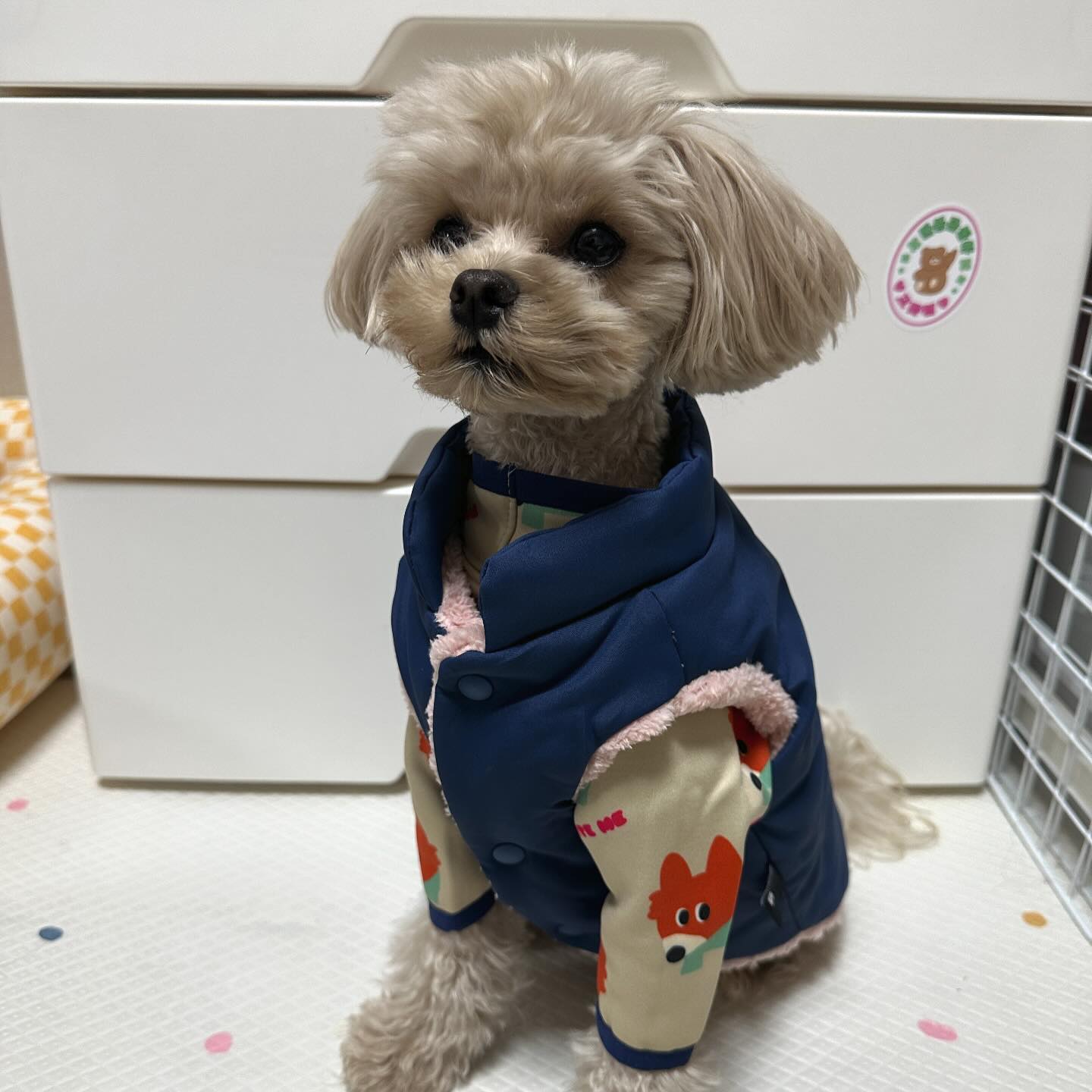 올 겨울 따숩겠구마잉🧡❄️

#나는야_테디 #바잇미 #내돈내산