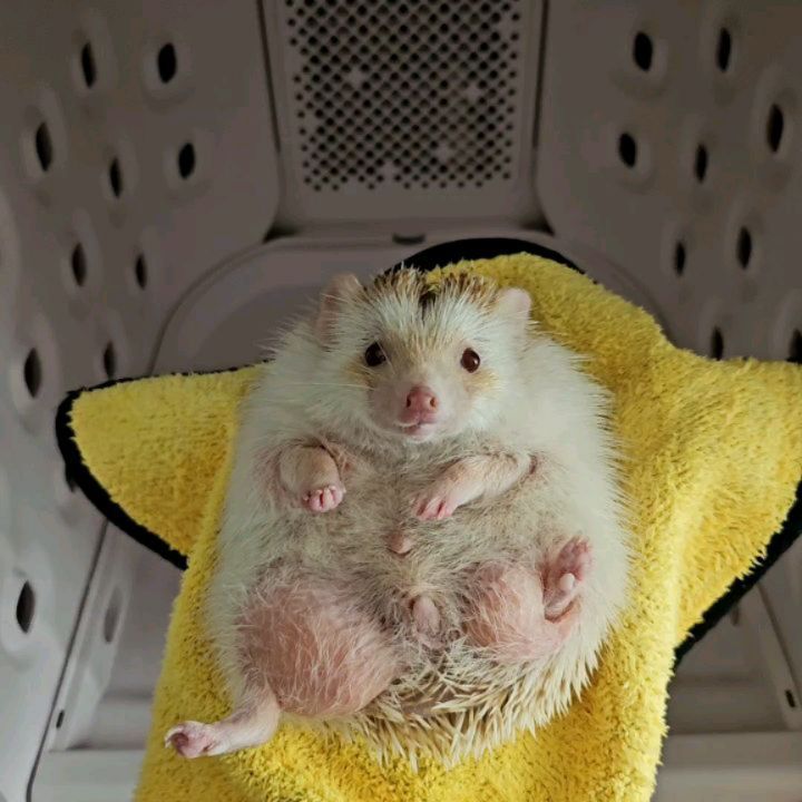응꼬🦔ᵉᵘᶰᵍ ᵏᵏᵒ
🛁🧼🫧💛
•
•
•
•
#응꿍뿌 #PetsofInstagram #Hedgehogs #HedgehogLovers #hedgies #pet #hedgie #hedgehogs #erizo
#반려동물 #집사 #고슴도치 #고슴도치그램 #똥싸는선인장 #hedgehog #ハリネズミ #ペット #hérisson #amazonpets #hedgehogcommunity #instagram #daily #follow4followback #좋아요 #팔로우 #likelike #fff #instagood #instadaily #amazonpets