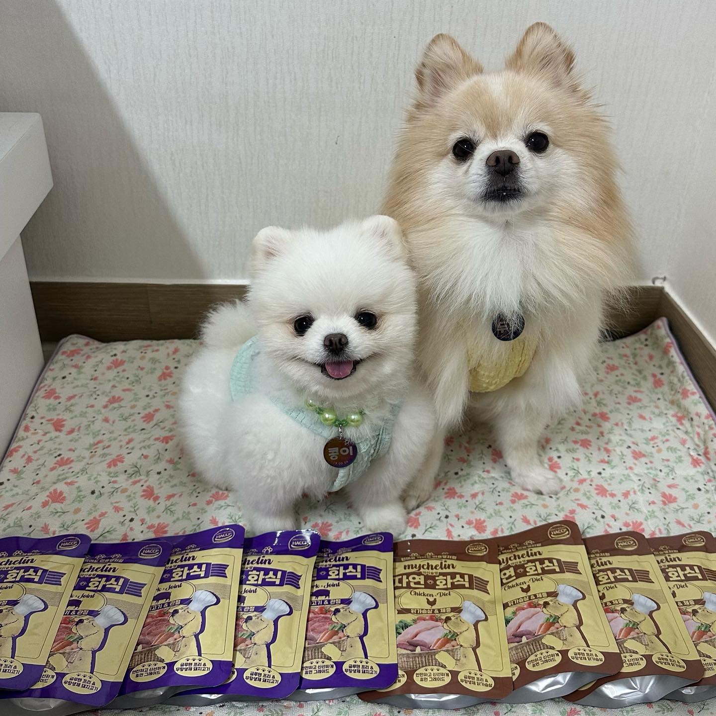 #제품제공 #체험단 
마이베프에서 나온 신상 마이슐랭 자연화식 😋

영양도 좋고 기호성 말모 🩵

닭가슴살&체중 / 돼지고기&관절
2가지 종류가 있어요 !!

음수량 채우려고 두부는 물을 좀 더 섞어줬는데도
너무 잘 먹었고 콩인 워낙 다 잘먹는데 흡입했네요

실온 보관할 수 있는 화식이라
보관도 너무 편해서 애용할 예정

저는 애들도 잘 먹고 성분도 맘에 드는데다가
음수량까지 걱정 덜어서 너무 좋았어요 강추❣️
 
 
 
🏷️ myvef.official 
 
 
 
#마이베프 #마이슐랭 #강아지화식 #강아지화식추천 #마이슐랭자연화식 #강아지특식