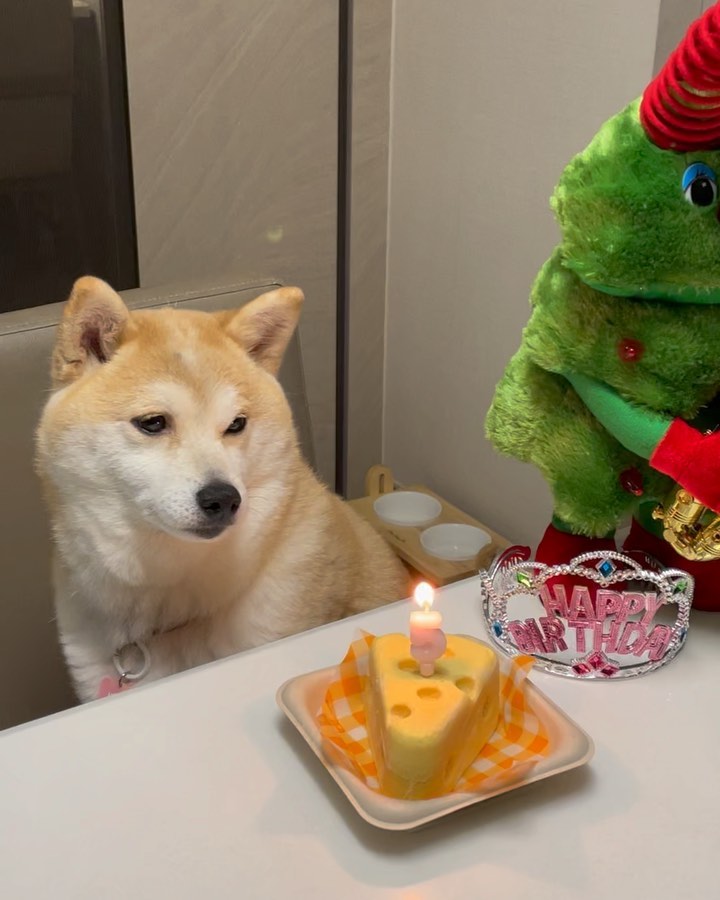 누렁니 생일💛💛💛 5살 아니고 6살…😅