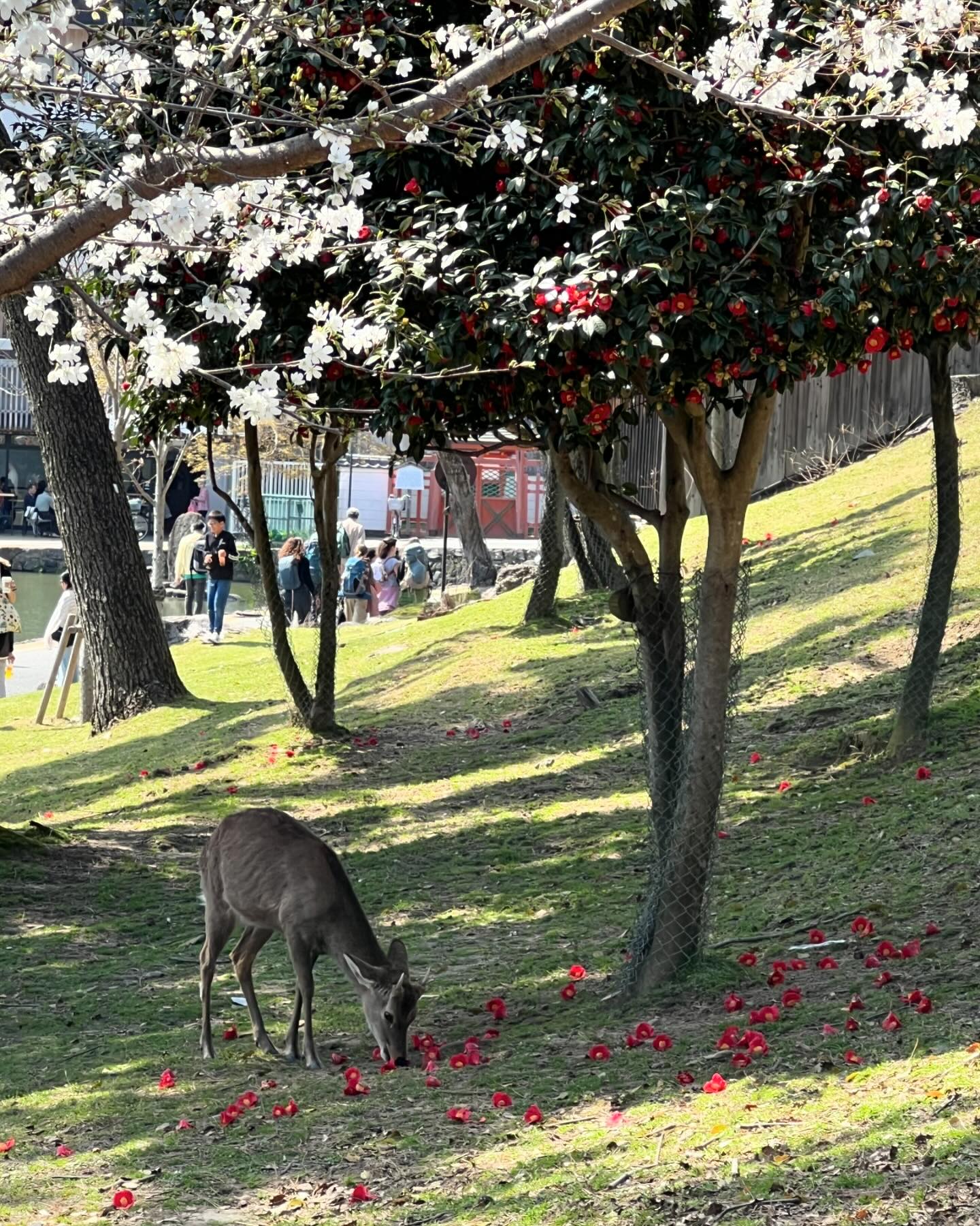 나라공원🦌
오사카 근교에 사슴이 방목된 곳이 있다고 해서 다녀온 곳! 결론적으로 이번 여행에서 제일 좋았던 코스였다! 오사카 N회차로 갈 곳이 없어 고민되는 분들께 왕추🔥(아래에 추천 경로도 써놨다!)

• 근처 호수에서 피크닉을 즐겼다. 피크닉을 즐기는 중에 갑자기 사슴이 나타나 동백꽃을 먹기 시작! (피크닉하는 사람들의 도시락을 노리기도 했는데, 어디선가 나타난 할아버지가 사슴에게 도토리를 뿌려주며 일단락 됐다🤣)

• 사루사와 이케 호수 : 피크닉을 하며 바라본 뷰✨ 호수 바로 앞에 잔디밭이 있어서 반짝이는 윤슬을 볼 수 있다!

• Paket Nara 마트에서 구매한 도시락. 근데 생각해보니 덜어먹을 그릇이 없어서 비닐 봉다리를 급히 손에 묶어 먹었다 ㅋㅋㅋ (비닐은 마트에서 자유롭게 뜯어갈 수 있다!) 솔직히 길거리에서 먹은 야끼소바보다 마트 야끼소마가 더 맛있었던..👍

• 도다이지 : 일본에서 가장 큰 목재 절. 스고이!
• 나라공원 : 10장 제한으로 사진은 없지만, 도다이지를 가다보면 나라공원도 볼 수 있다. 여기저기 사슴들이 누워있고 200엔짜리 센베이를 줄 수 있다. 단, 2시 쯤이 되면 사슴들이 배불러 잠을 자고 있어 긴장되는 추격전(?)은 못한다🤣

• 스이몬초 거리 : 산책코스로 왕추! 이곳은 길을 잃어 밖으로 나가던 도중 만난 멋진 거리..✨ 집집마다 예쁜 나무가 심어져 있고, 특히 동대사 계단당 쪽에 있는 어떤 집은 분재에 완전 완전 진심인 분의 정원을 볼 수 있다! 

• Kasiya : 전통 화과자 집인 카시야. 전 일왕의 행사와 여러 신사에 납품하던 곳. 고급 재료로 제작하며 담백하고 미세한 재료의 맛이 느껴지는 화과자를 즐길 수 있다. 이용 시간은 30분으로 꽤 짧지만 꼭 즐겨보길 추천! 예약은 따로 없고, 현장에 와서 이름을 적으면 방문 가능 시간을 미리 알려주신다. 한국인 직원분도 계시는데 굉장히 친절하게 설명해주셨다. 고등학교를 졸업하자마자 군대를 다녀온 뒤 일본에 왔으며, 앞으로 4년 동안 이곳에서 화과자를 배우고 한국에 전통 화과자 집을 오픈하고 싶다는 포부도 듣고 왔다🌸(너무 멋져!) 

〰️
🗺️추천 경로
킨테츠 나라역 - Paket Nara(도시락 구매) - 나카타니도(수제 떡) - 사루사와 이케 호수(피크닉) - 도다이지 절 - 나라공원(사슴 공원) - 스이몬초 거리 (동대사 계단원~Gofusa 사이의 직선 골목) - Kasiya(전통 화과자)

🍯 Tip
• Paket Nara에서 도시락 구매하기.
• 문 앞 전자레인지에서 도시락 2분 돌리기 
(식지 않도록 뜨겁게 돌리자!)
• 돗자리 챙겨서 도시락과 함께 호수에서 피크닉하기
(나라 공원보다 사루사와 이케 호수에서의 피크닉 추천!)
• 스이몬초 거리 걸어보기!