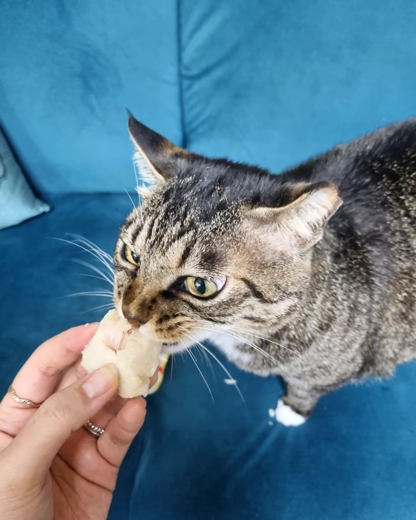 #협찬 🐈‍⬛#견생냥품 #흑미 간식 쇼핑time🛒
🐱흑미가 좋아하는 간식으로 골라 담기!

📱온라인만큼 저렴한 가격에 
🚚배송비도 아끼고 
👀내 눈으로 보고 바로 구매하는 합리적 소비!
❗️특히, 사료코너에 사료샘플도 있고 
박스포장제품도 샘플 배치되어 있는 제품이 많아서 실패확률 ⏬️⏬️

🩷한번 쯤 보고들은적 있는 유명 제품도 많고 
🆕️신제품도 많아서 선택의 폭이 넓다 :)

🤔무인판매점은 판매자와 소통이 안 된단 단점이 있는데, 
🙋🏻‍♀️건의사항, 요청사항 등을 
🖊포스티잇 보드에 남겨놓으면 
😃점주님이 리플을 달아주시고 반영해주시며 소통하십니다~

🐈‍⬛흑미가 좋아하는 간식 한가득 고르고 
🎉도파민을 자극하고 싶어 
🤣“꽝” 없는 럭키박스도 하나 골라보았다!
럭키박스는 🐱고양이용/🐶강아지용 따로 있으니 참고!

🐶#대전견생냥품 대전관저동점🐱
🏠대전 서구 관저로 80 (관저동)
⏰️24시간 연중무휴
🚗상가주차가능
petgz24_daejeongj

#강아지봄옷 #강아지옷 #강아지간식 #고양이간식 #강아지영양제 #고양이영양제 #강아지가방 #애견용품 #강아지카시트