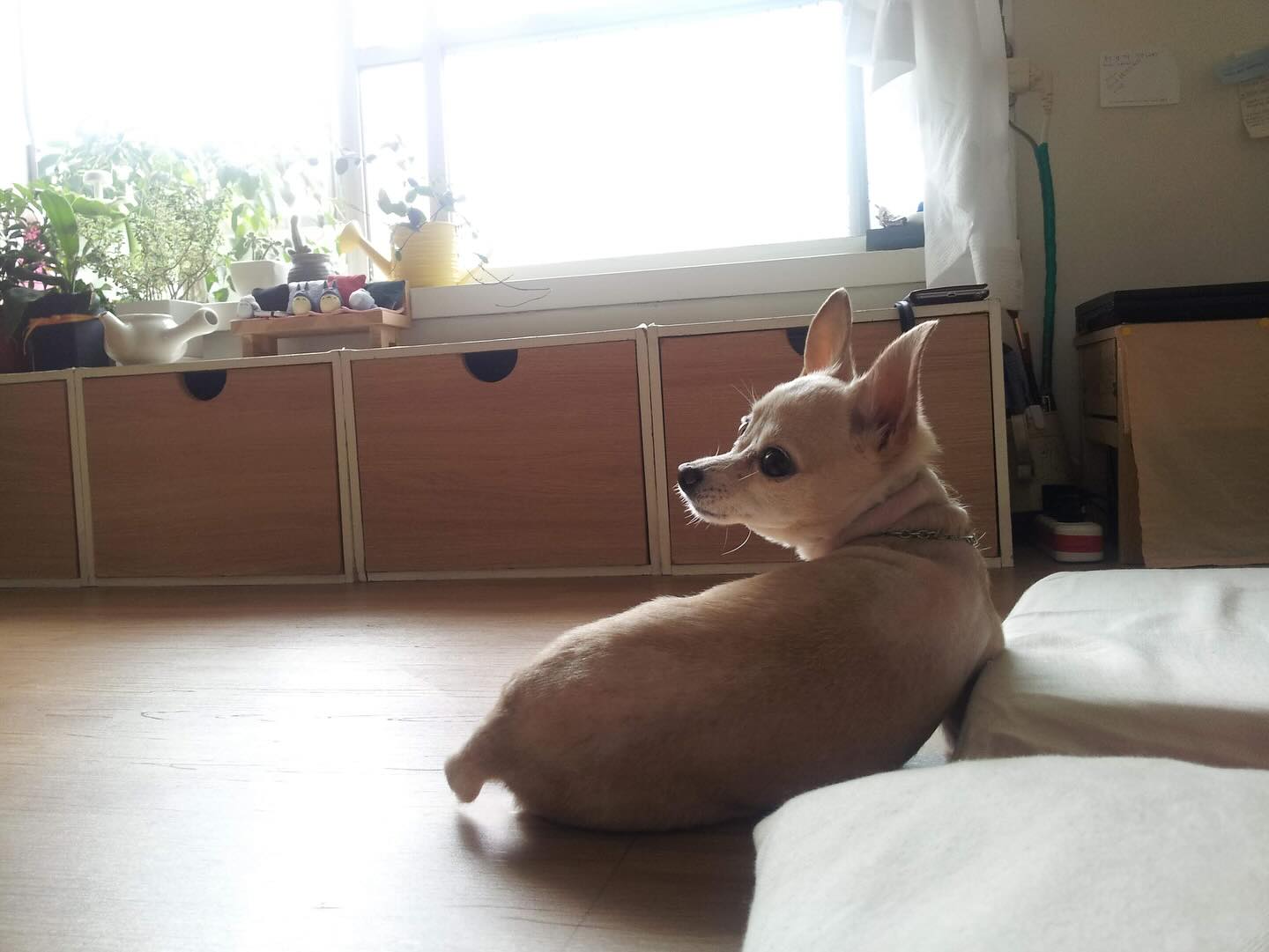 콘텐츠