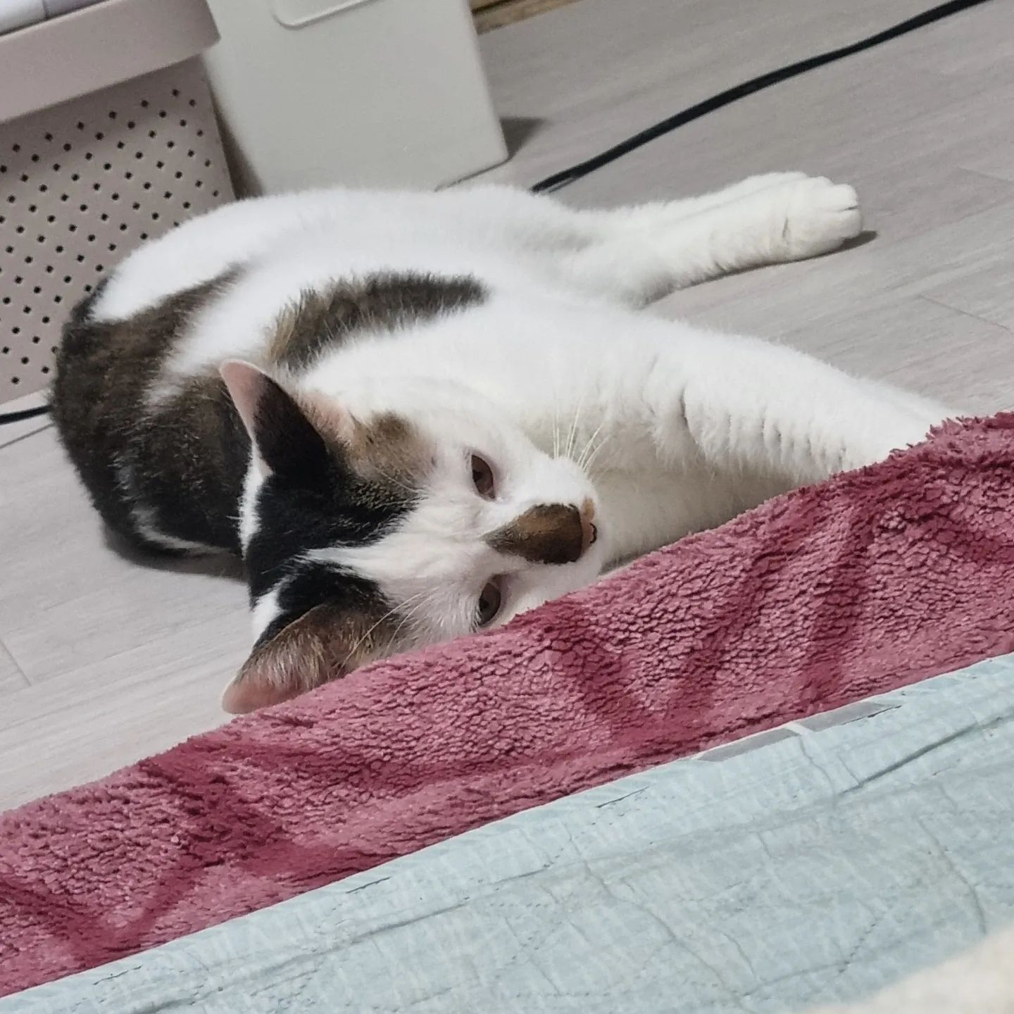 철푸덕