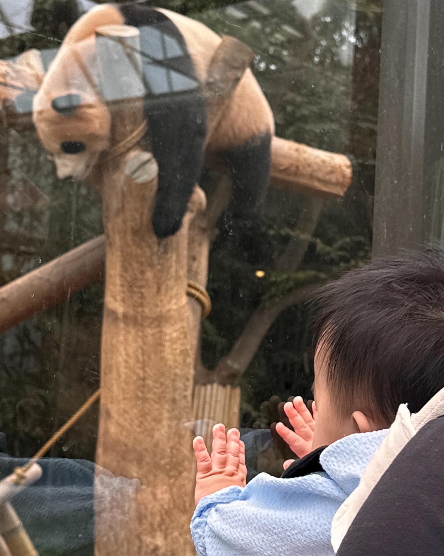 바오야 서안이 왔어~~~🐻‍❄️🐻‍❄️
나좀바라봐주라ㅠㅡㅠ