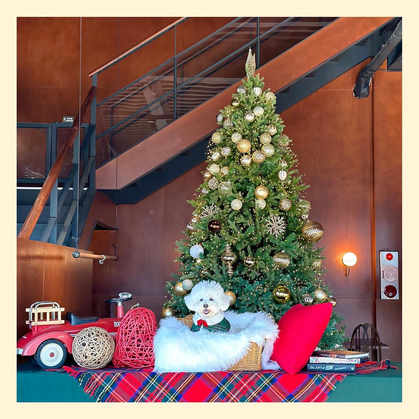 #🎄#♥️#🎅

별이는 오늘도 귀염둥이 오늘따라 뽀짝하네 
fortunetails 

#포춘테일 #포천 #2차는_농가의식탁 #크리스마스