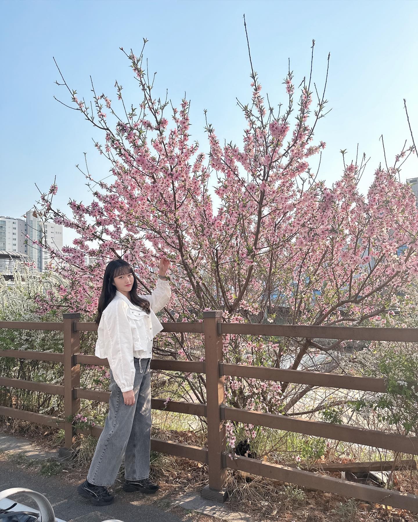 🌸벚꽃 안뇽🌸
