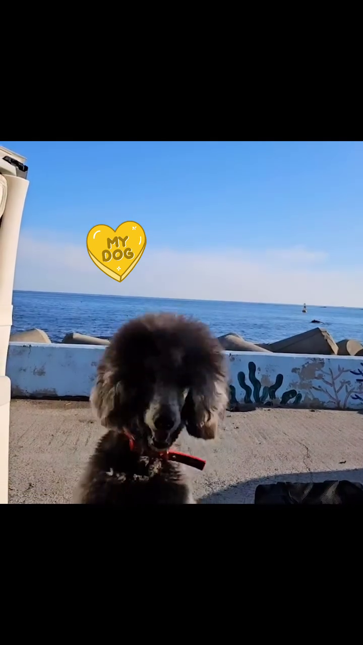 레이에서 즐기는 바다풍경 그리고 때타미 ♥️ 날씨도 바다도 때타미도 모든것이 좋았다 #기장바다 #레이차박 #레이캠핑카 #푸들#실버푸들