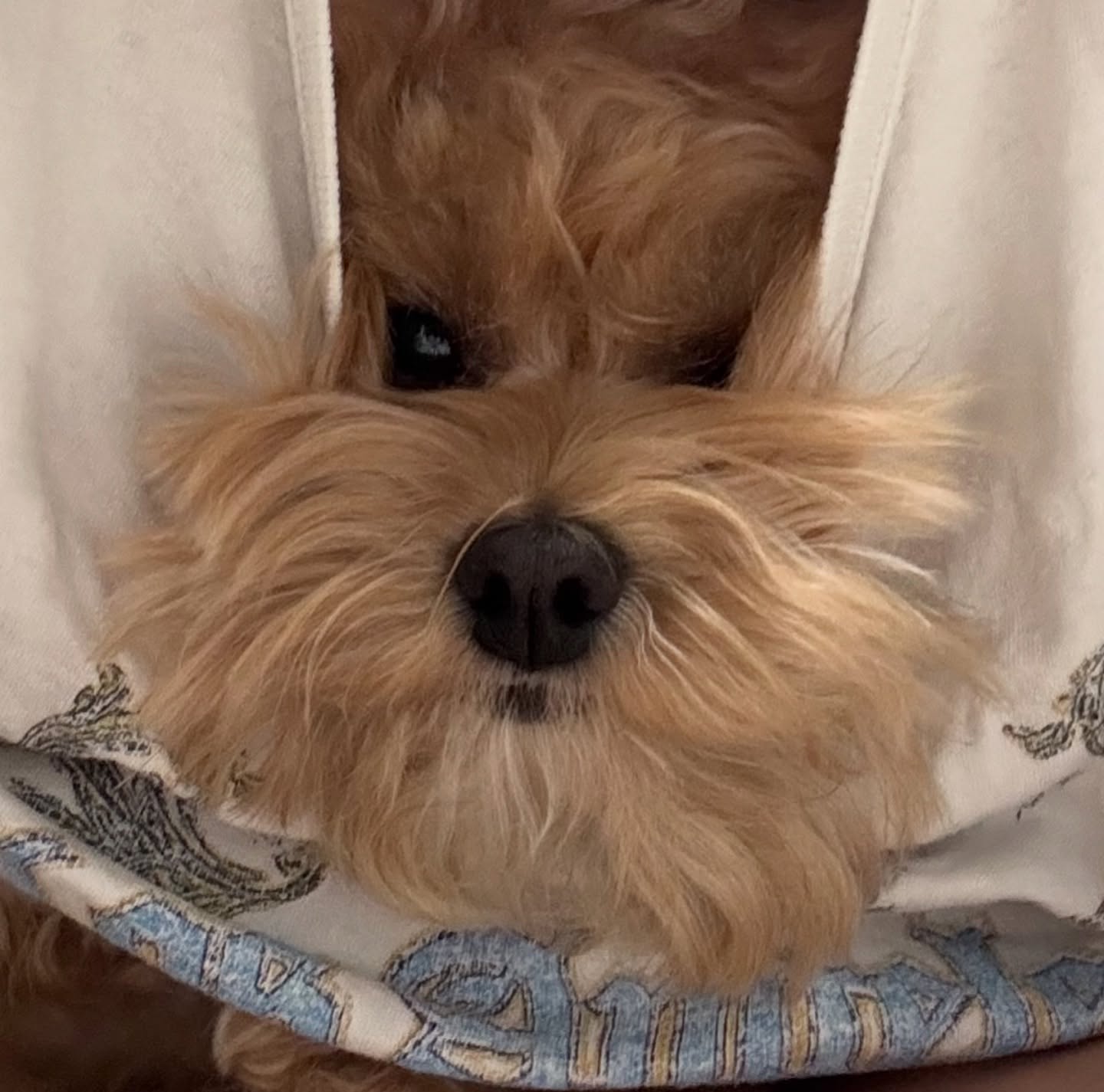 콘텐츠