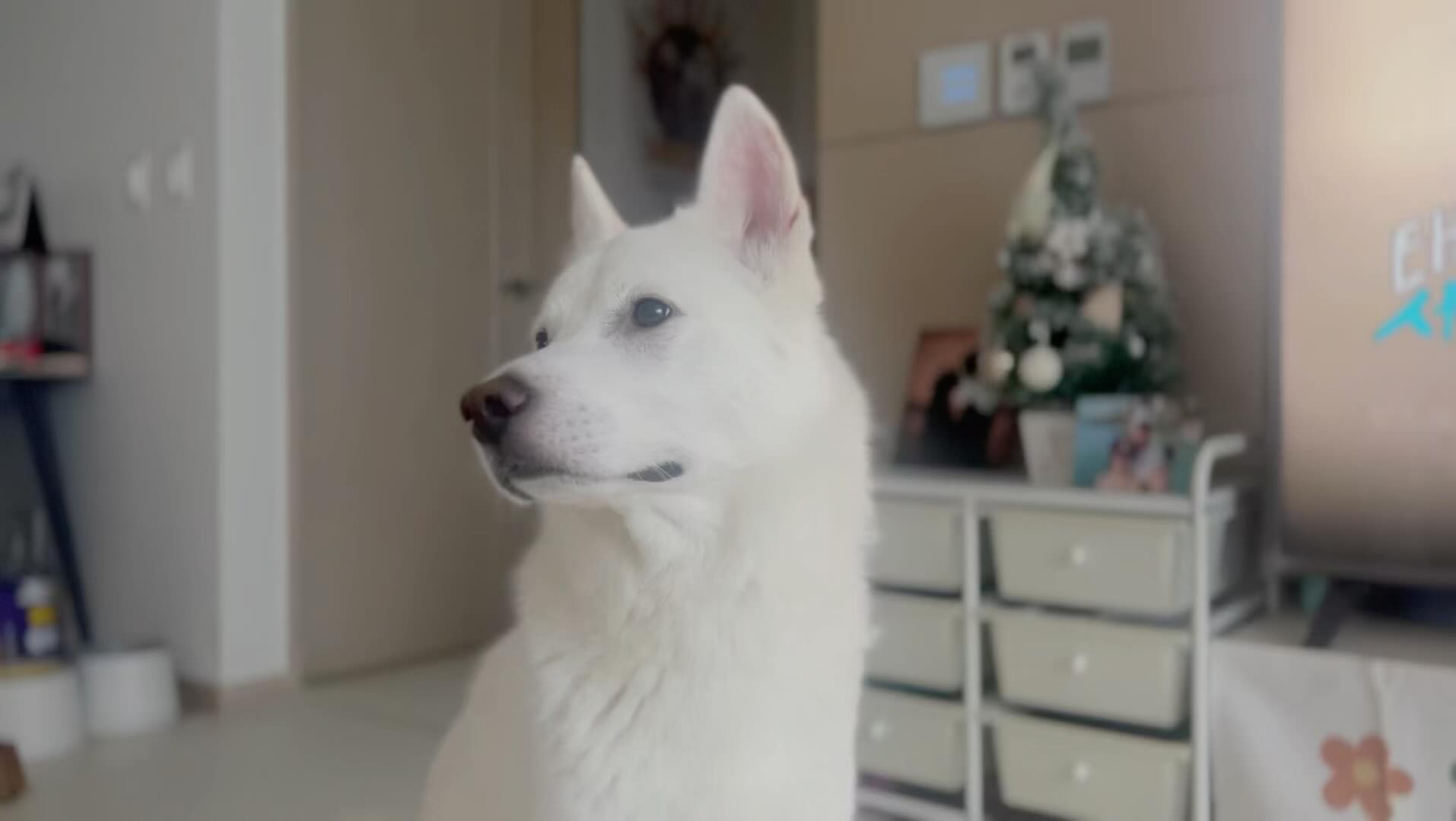 요리보고 저리봐도 예뿨🐕🧡

#예쁨주의
