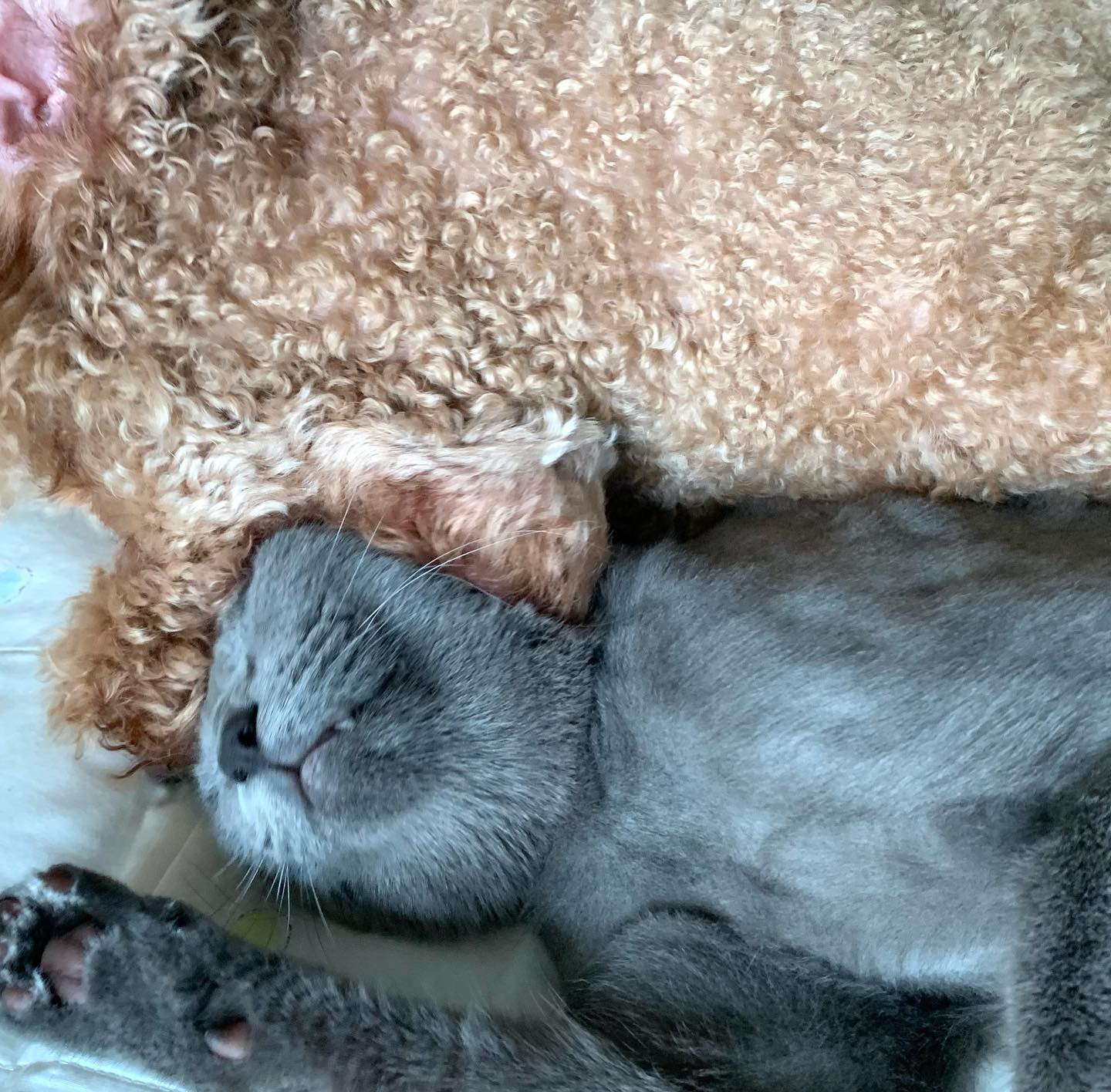 댕댕이가 냥이 머리를 입에 넣으면 “난 널 물지 않아” 라는 뜻이라는데,.. 눈떠보니 입에…!

#댕댕 #고양이 #강아지 #댕냥이 #멍스타그램 #냥스타그램 #멍냥 #일상 #초코코일상 #강아지일상 #고양이일상