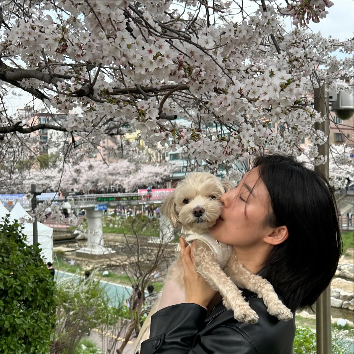 올해도 꽃개 🌸 성공