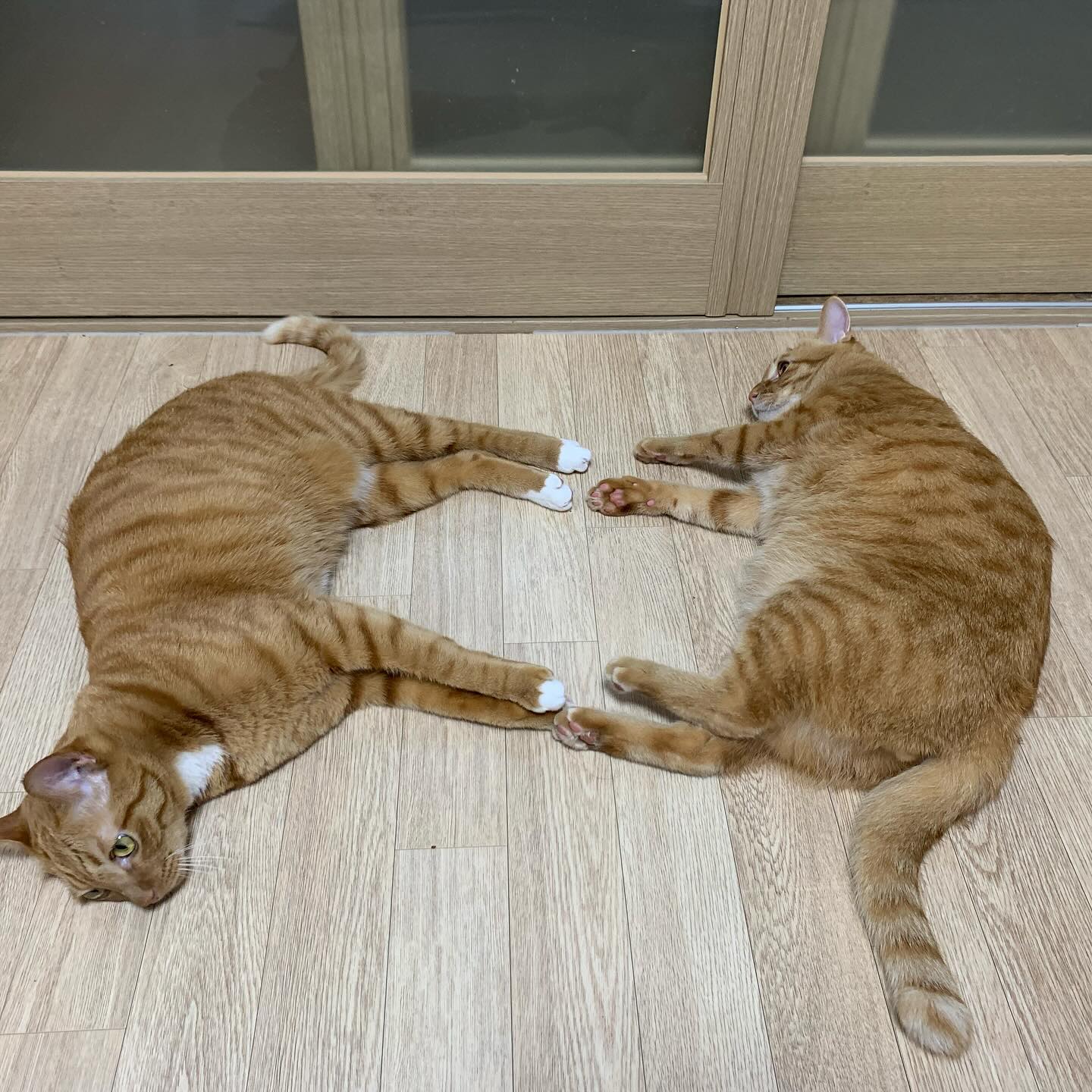 🐱냥칼코마니🐱