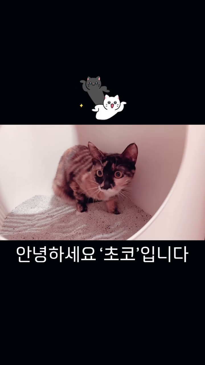 초코슬 딸래미 초코에요
몇일전 파양된 애기인데 
보호소에 갔더니 멍멍이들 소리에 
엄청 스트레스 받아서 벽에 박치기하고 하악질하고 있더라구요
다행이 집에 올때 얌전히 오고 
집에와서도 숨어있기는 하지만 제 손길에 겁도 안내고 
얌전히 잘 있어서 다행에요
수줍음이 많은 아이 같아요 
앞으로 잘 지내쟝 초코찡♥️🍫
#집사 #고양이 #야옹 #초코