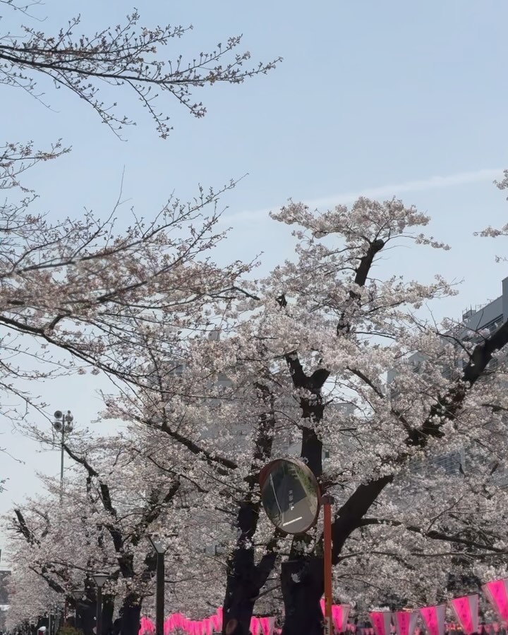 일본에서 먼저본 벚꽃 
아름다운 사람들이랑 아름다운 곳에서 추억쌓기
2박 3일이 너무 아쉬웠던 마지막 날의 기록