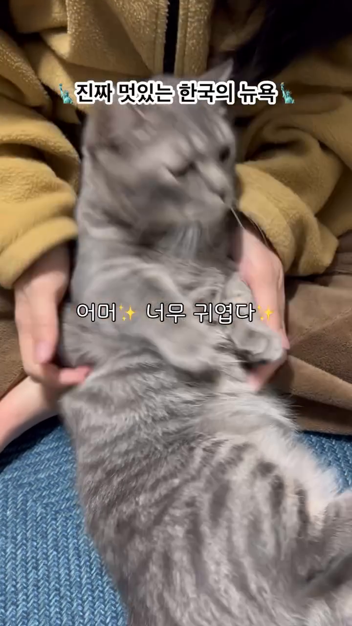 헬스하다 말고 고양이 보러 여기까지 감
오늘의 게스트 cat_haru_is_munchkin 
.
.
.
#헬린이의하루 #친구랑 #치팅 #술스타그램 #헬린이스타그램 #고양이 #고양이일상 #반려묘 #유지어터 #다이어터 #헬스하는여자 #경기도 #구리맛집 #구리 #구리놀거리 #경기도가볼만한곳 #먹스타 #먹스타맞팔 #헬스맞팔 #좋아요반사