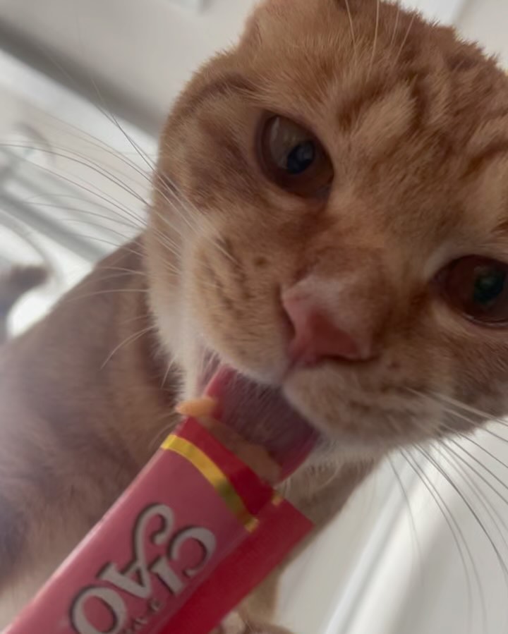 첫 츄르스크림🤍
츄르 무한핥기… 점점 힘들어보이는 건 기분탓일까😂