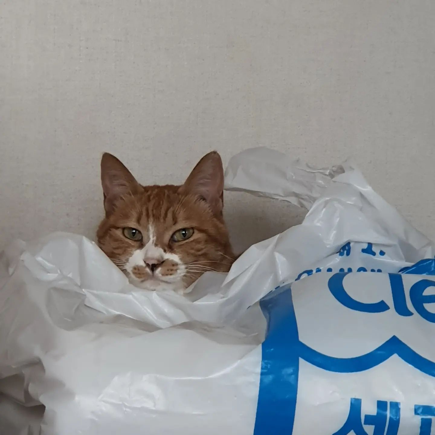 🧡🐱🖤

귀여웡