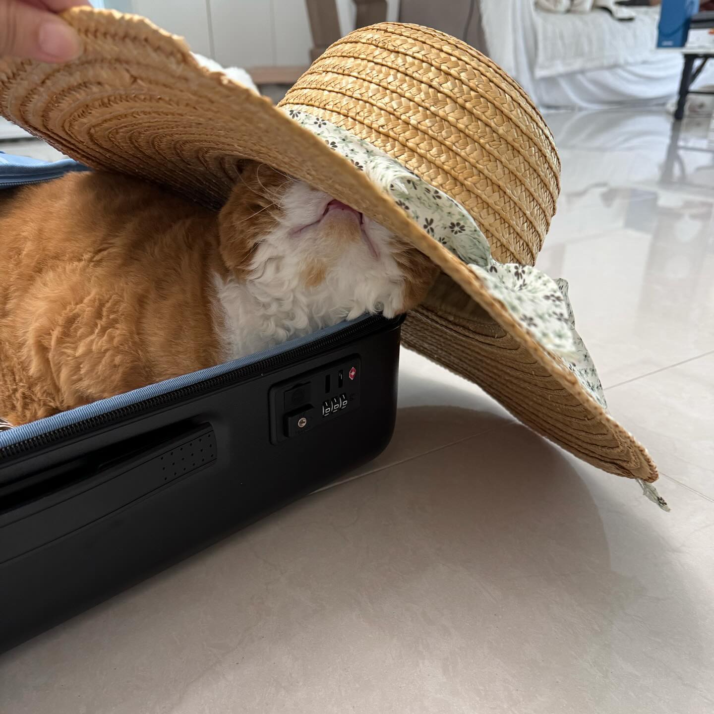 같이갈까?😻😻😻
여행 짐싸는데 캐리어에서 모자쓰고있는 두리🤣

#고양이 #고양이일상 #고양이귀여워 #ㄱㅇㅇ #고양이매력 #냥팔환영