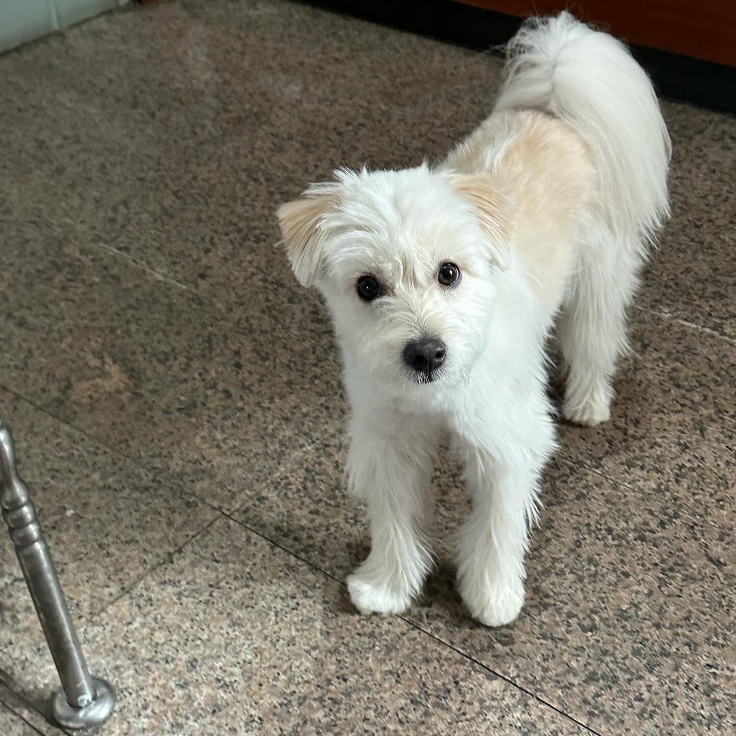 안뇽하세용 미모터지는 살구예여🐶🩷