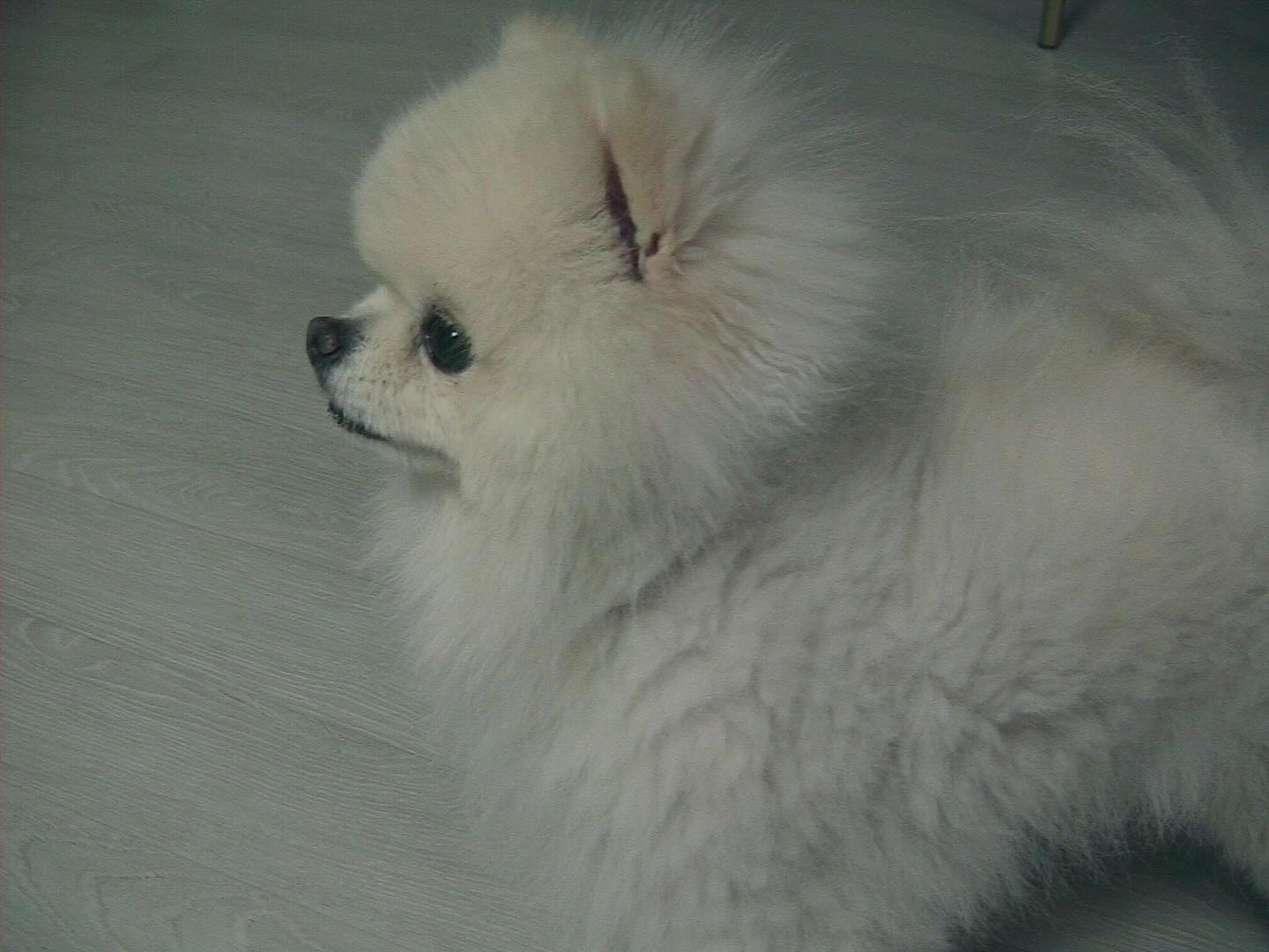 강아띠🐶