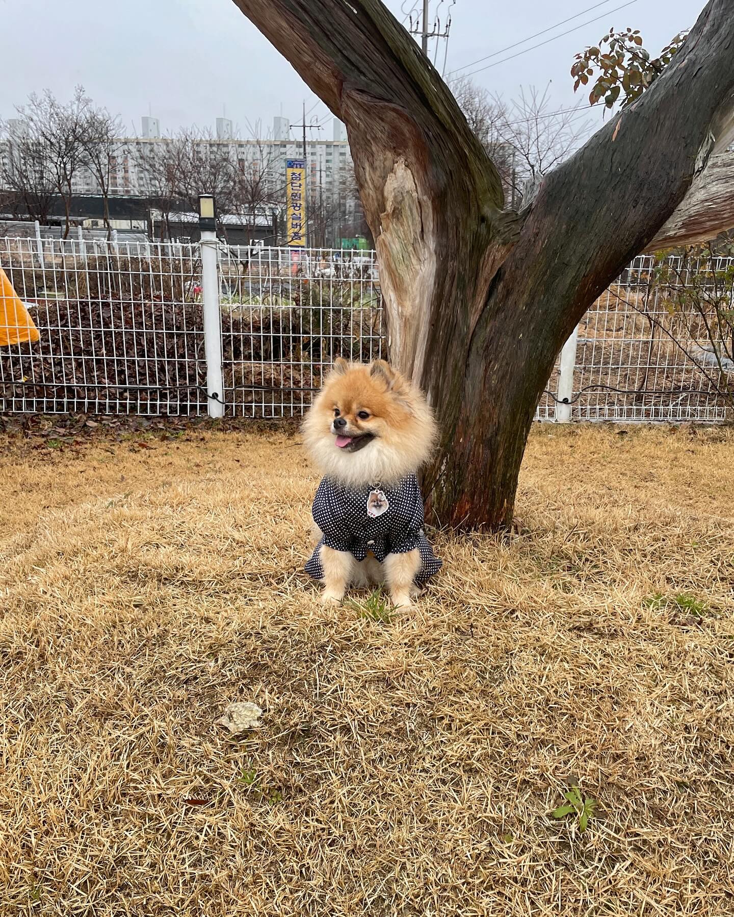 콩하〰️🩵
칭구들 오랜만이얌😁
다들 잘 지내구 있찌?!!🩵
울 눈나가 너무 바빠서 피드도 답방도 아무것도 못했찌 모야..😭 올해는 좀 더 활발히 소통하구 시펐눈데 맘처럼 되지가 않넴..😔 그래도 틈틈이 올테니까 기다려 줄꼬징?!💛
사진은 얼마전 애카갔던 사진이얌😚
스토리 본 칭구들은 다 알겠지만 요날 작은 소동이 있었어서
기분은 그로케 좋진 않았눈데 아무도 없는 운동장에서
뛰뛰하는건 넘오 신났오😁🩵 눈나랑 이리와〰️놀이도 하구
넘오 신나게 뛰어놀아서 냅다 엎드리고 쉬기도 하구
비오는 날이라 감기걸리지 않게 중간중간 실내에서
젖은 털도 말려줬찌😚
아늬..근데 왜 마지막은 꼭 멍빨로 끝나눈곤데,,,,?🤦🏻♀️
누가 울 눈나 좀 말려봐..😂