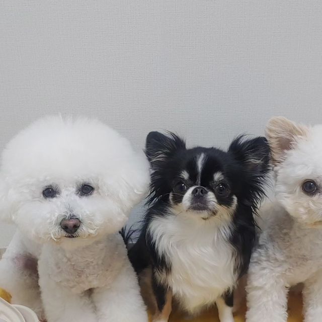 Jang Jiwoo __❤ on Instagram: "#협찬 #광고 솜이.봄이.별이가 "가자요펫-항산화제 종합비타민" 영양제를 소개해주려고해요 환경보호를 생각하는 가자요펫은 포장용기부터 다르쥬~ 용기는 풀잎으