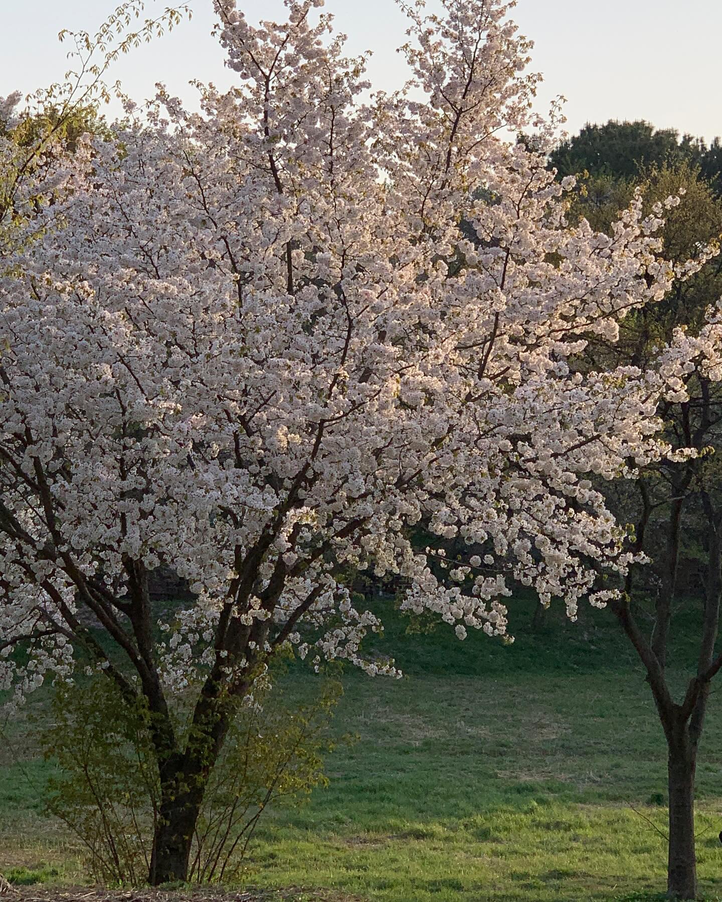 피크닉과 나뭇잎 선글라스🍃