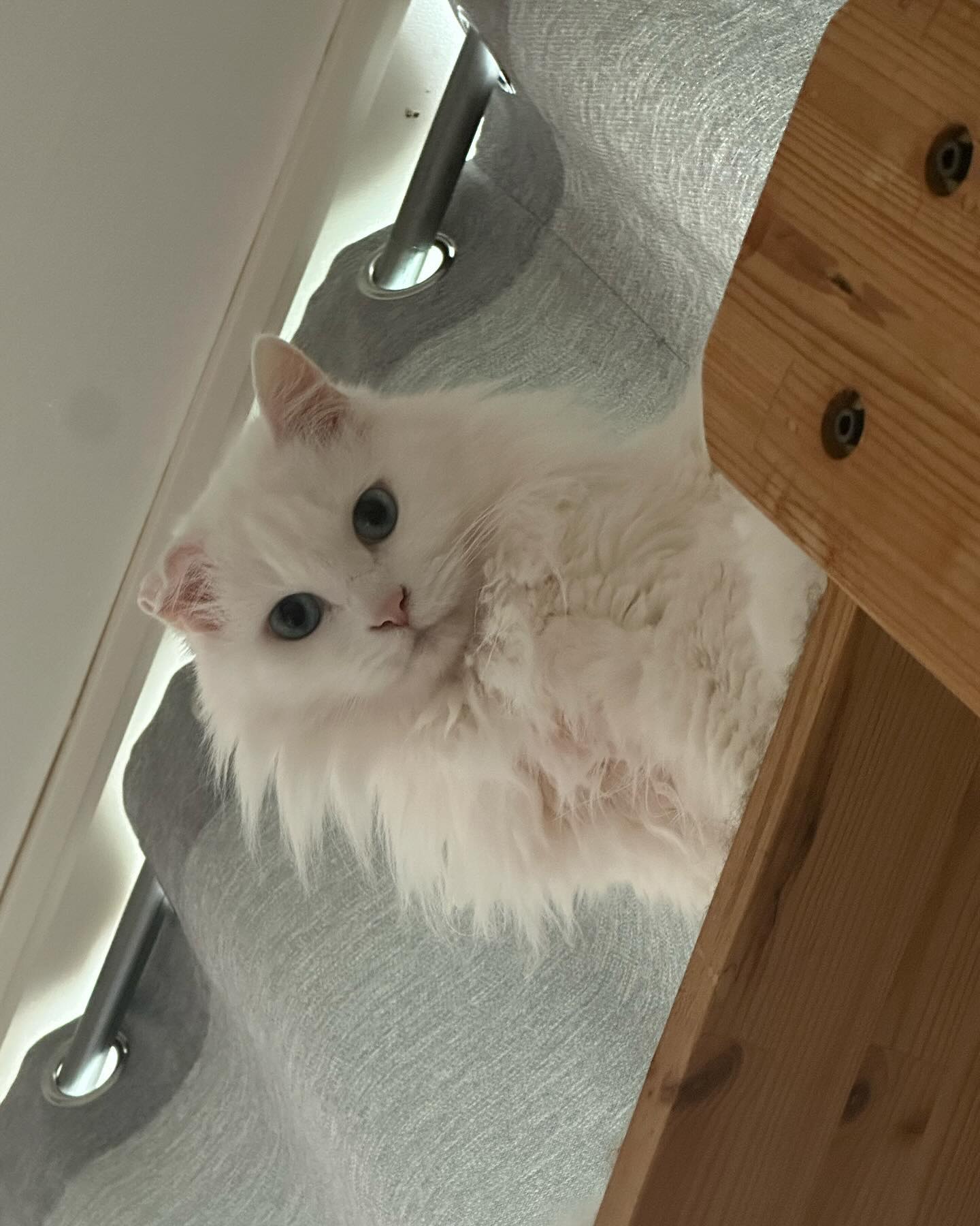 닝겐