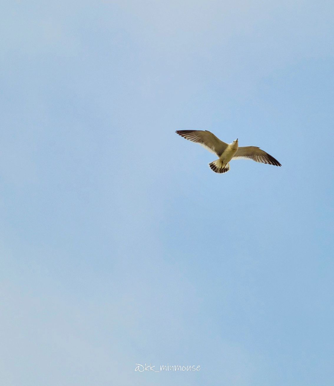 #비상 🕊