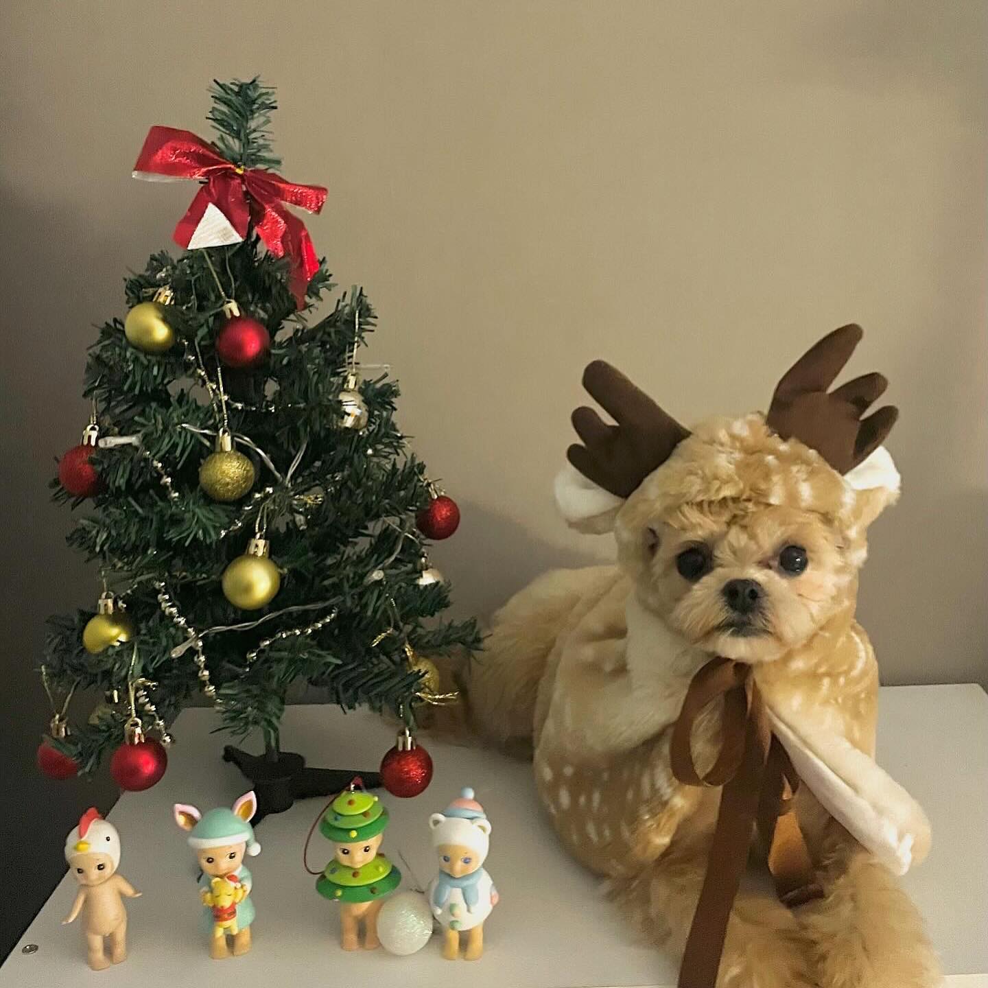 호두와 함께하는 첫 크리스마스🫎🎄❤️⭐️☃️🐶
