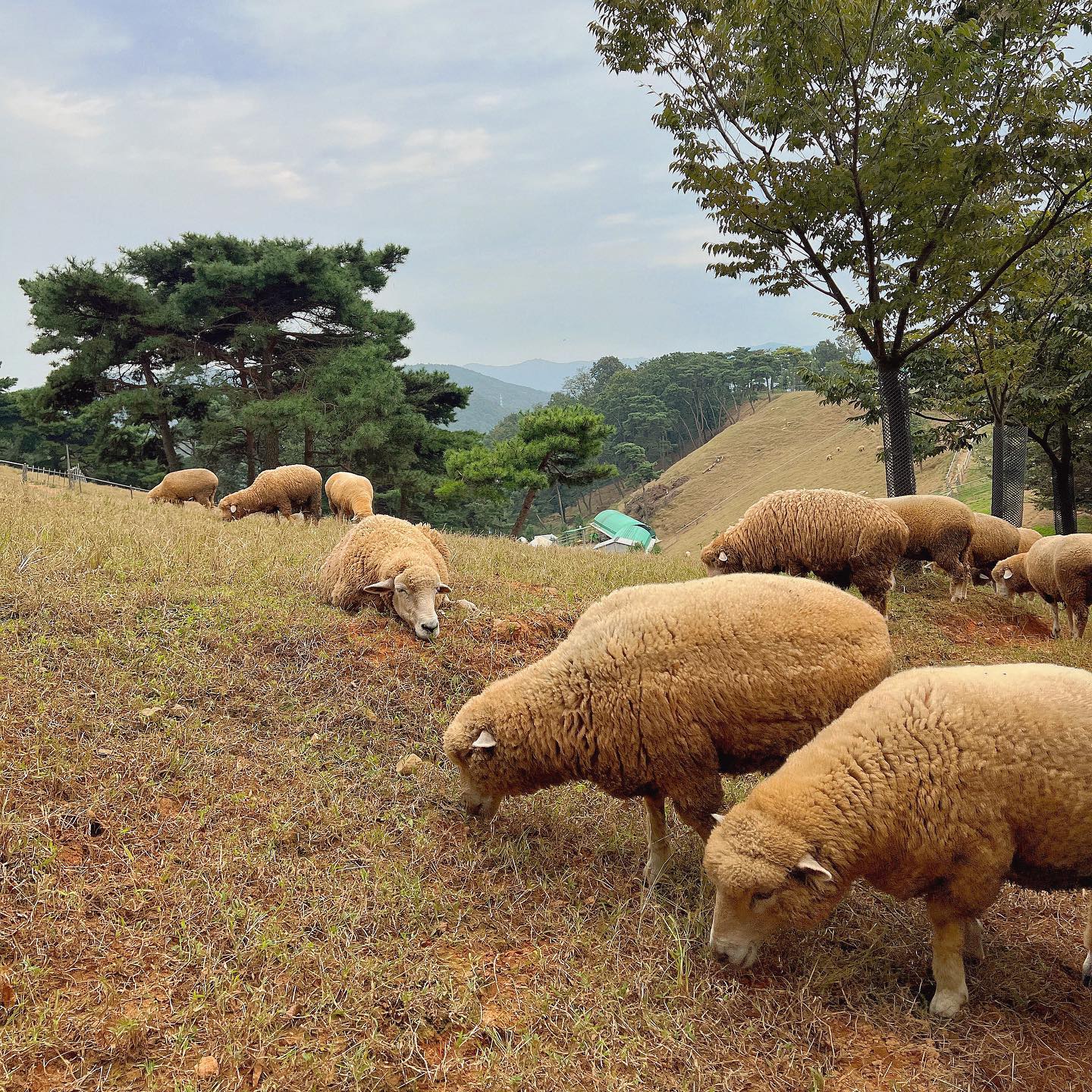 🐑 🐑 🐑
공주님이랑 재밌게 놀아주려고 폭풍 검색..
차 오래 안 타고, 안 힘들만한 곳으로 ~ 🚗
다행히 잘 놀고, 좋아해 줘서 뿌듯하다
하루 이상은…….

🪧 칠곡 양떼목장 
✔️ 경북 칠곡군 지천면 창평로 209-42
✔️ 11 : 00 ~ 17 : 00