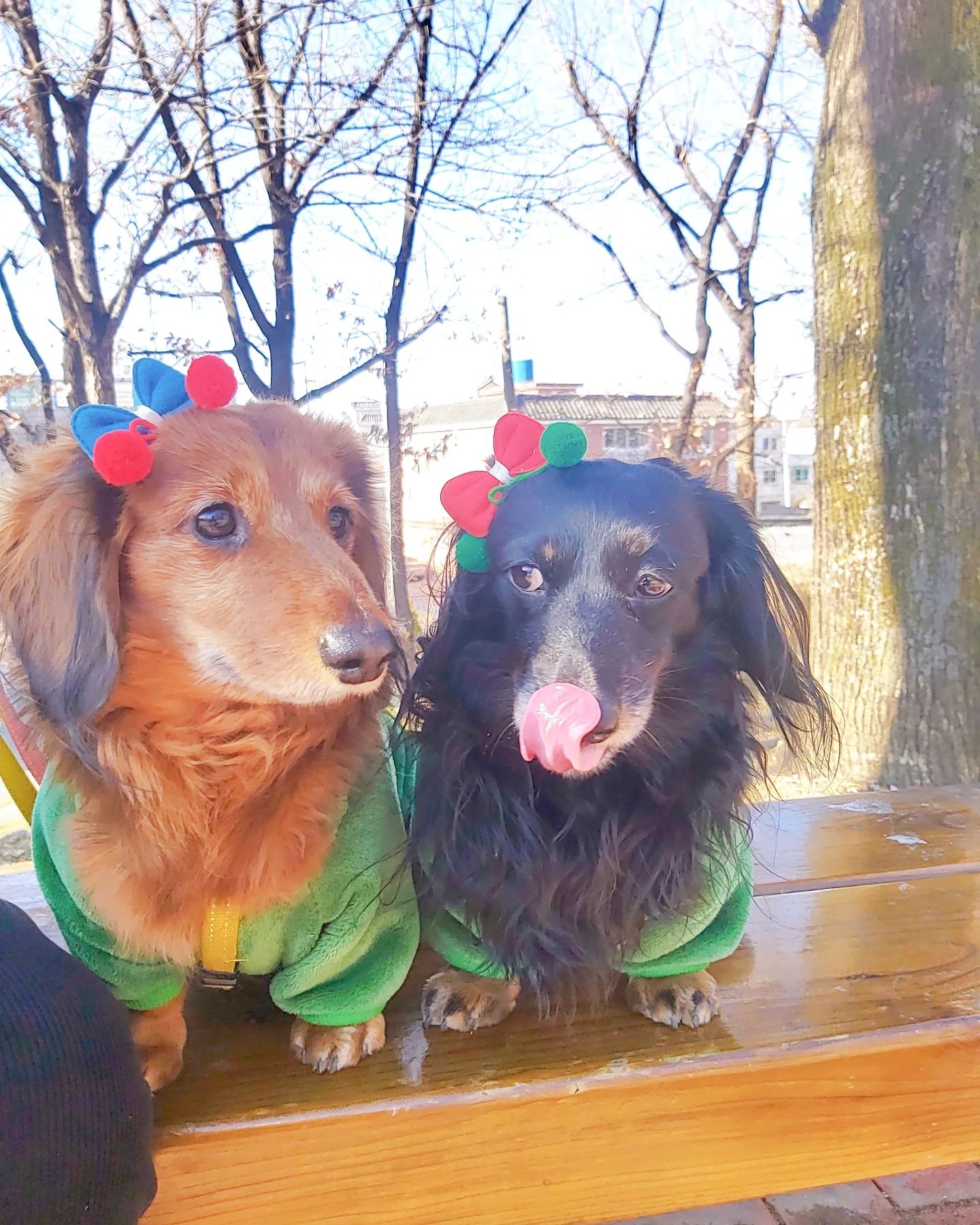 햇살이 너무 조으네🌞
.
.
🐕🐾🐕🐾 #생맥이#흑맥이#맥주들#반려견#장모닥스훈트#닥스훈트#멍스타그램#독스타그램#펫스타그램#애견스타그램#강아지스타그램#인스타독#dog#dogstagram#petstagram#닥스타그램#닥스는사랑입니다#데일리#일상#영대#경산#대구#좋아요#소통#맞팔#인친#좋아요반사#좋반#좋반테러