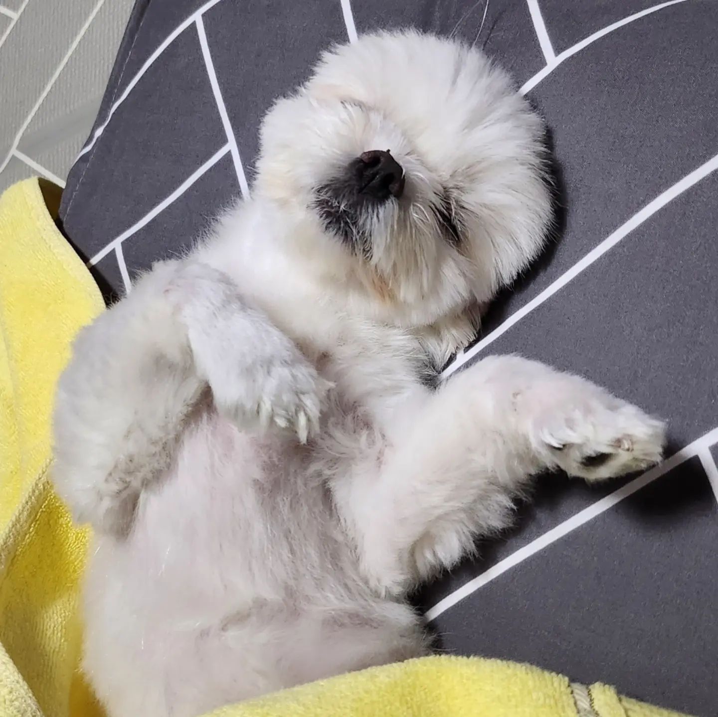 😴 

#maltese #dogstagram #puppy #august #cute #lfl #fffb