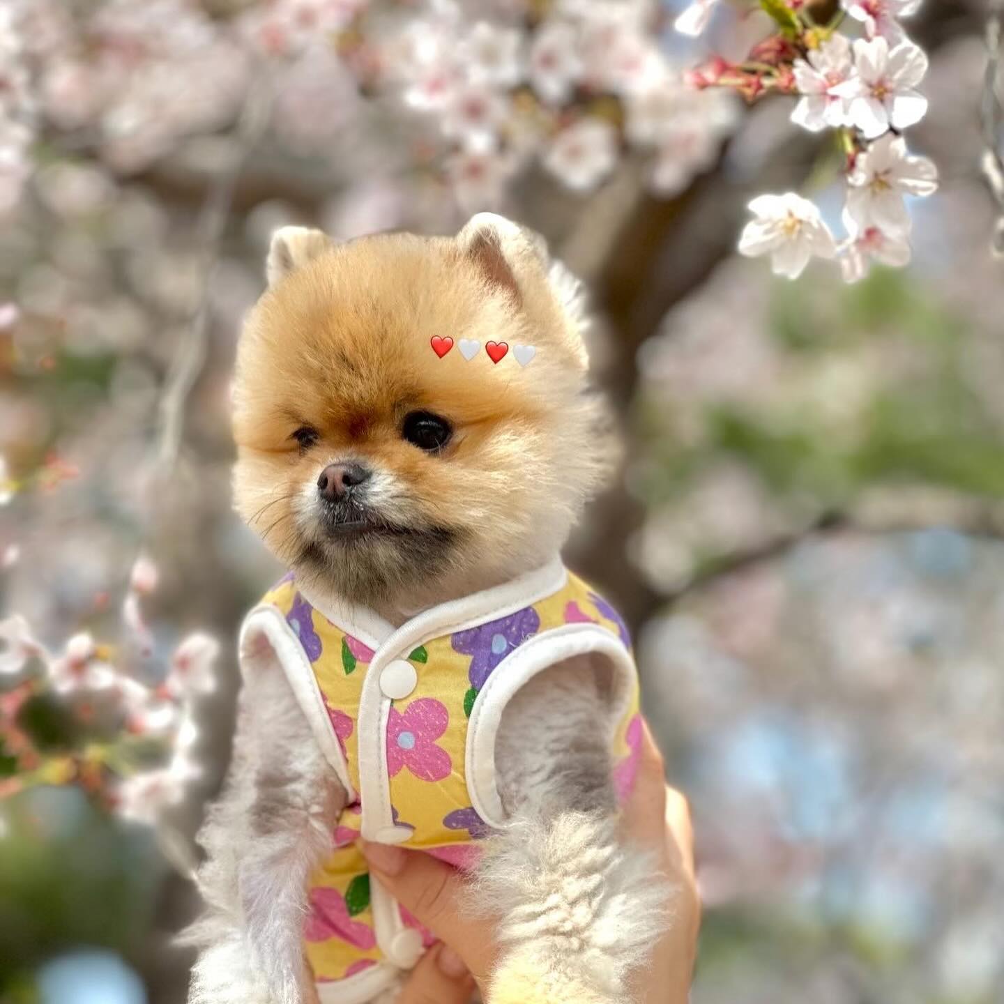 #🌸 #🐻 #🐶 #보라매공원 #견생네컷 #벚꽃구경