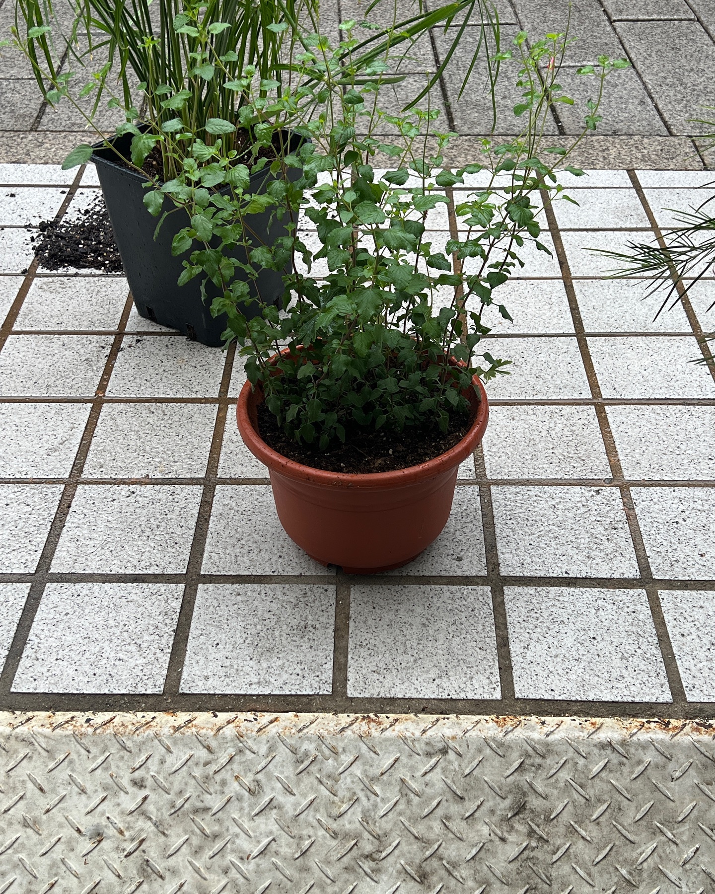 미니한 요런 풀 어디 없나요