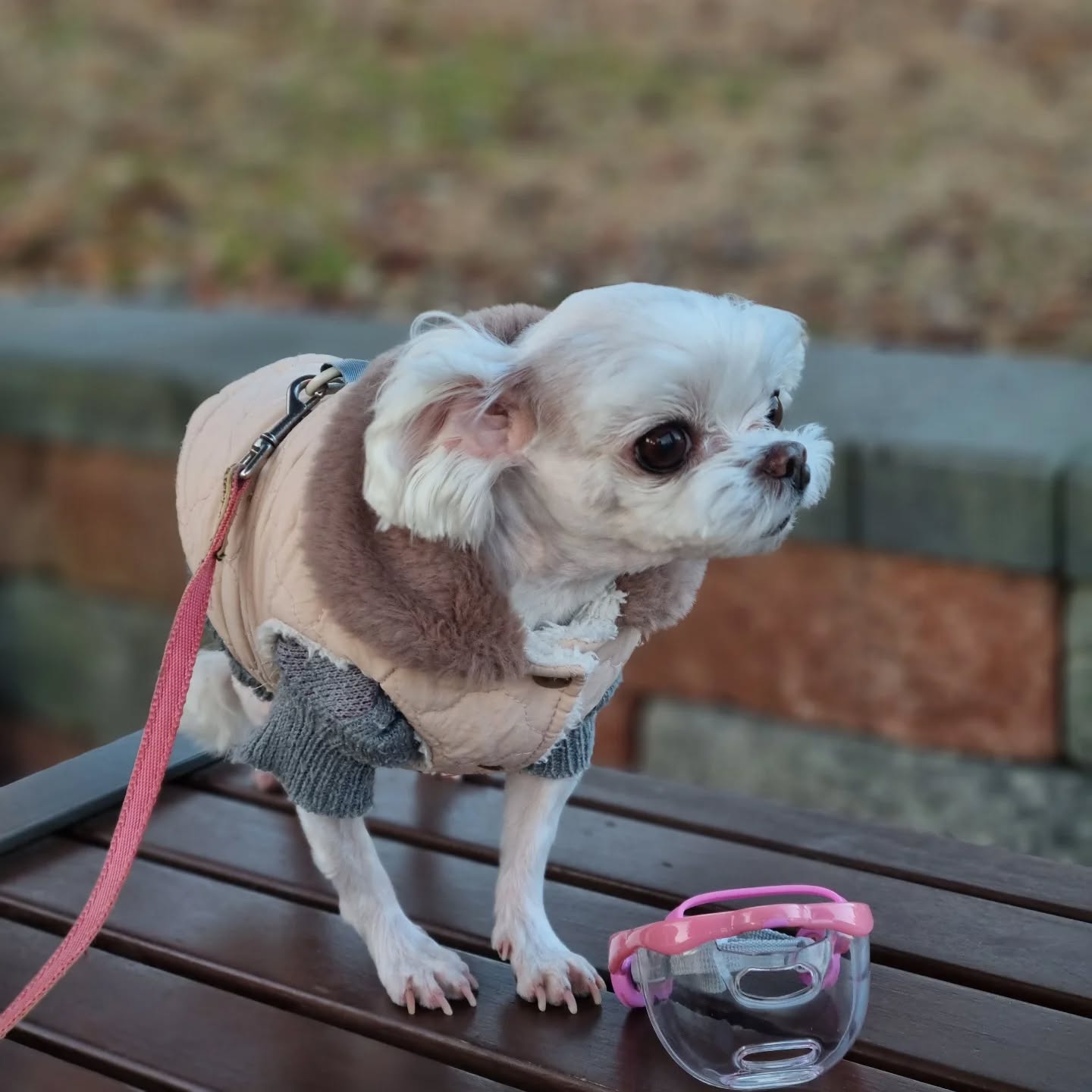 #협찬
산책만 나가면 땅에 있는 
주워먹기 바쁜 강아지 필수템
루브립 입마개 🐶 

발톱손질이나 미용할 때도
착용하기 좋아요~ 

착용 하고도 물 마실 수 있고
냄새를 맡고 호흡하는데 불편함이 없네요!

애견 미용실이나 동물병원
애견공원이나, 애견 카페 방문할 때도 착용하고
실용적인 루브립 입마개 👍 

luvlivinc
#강아지산책 #물먹는입마개 #투명입마개 #이식증 #루브립 #LUVLIV #루브립입마개 #멍스타그램 #댕댕이 #말티즈 #말티즈산책 #말티즈미용 #말티즈는참지않긔 #강아지필수템 #애견용품
