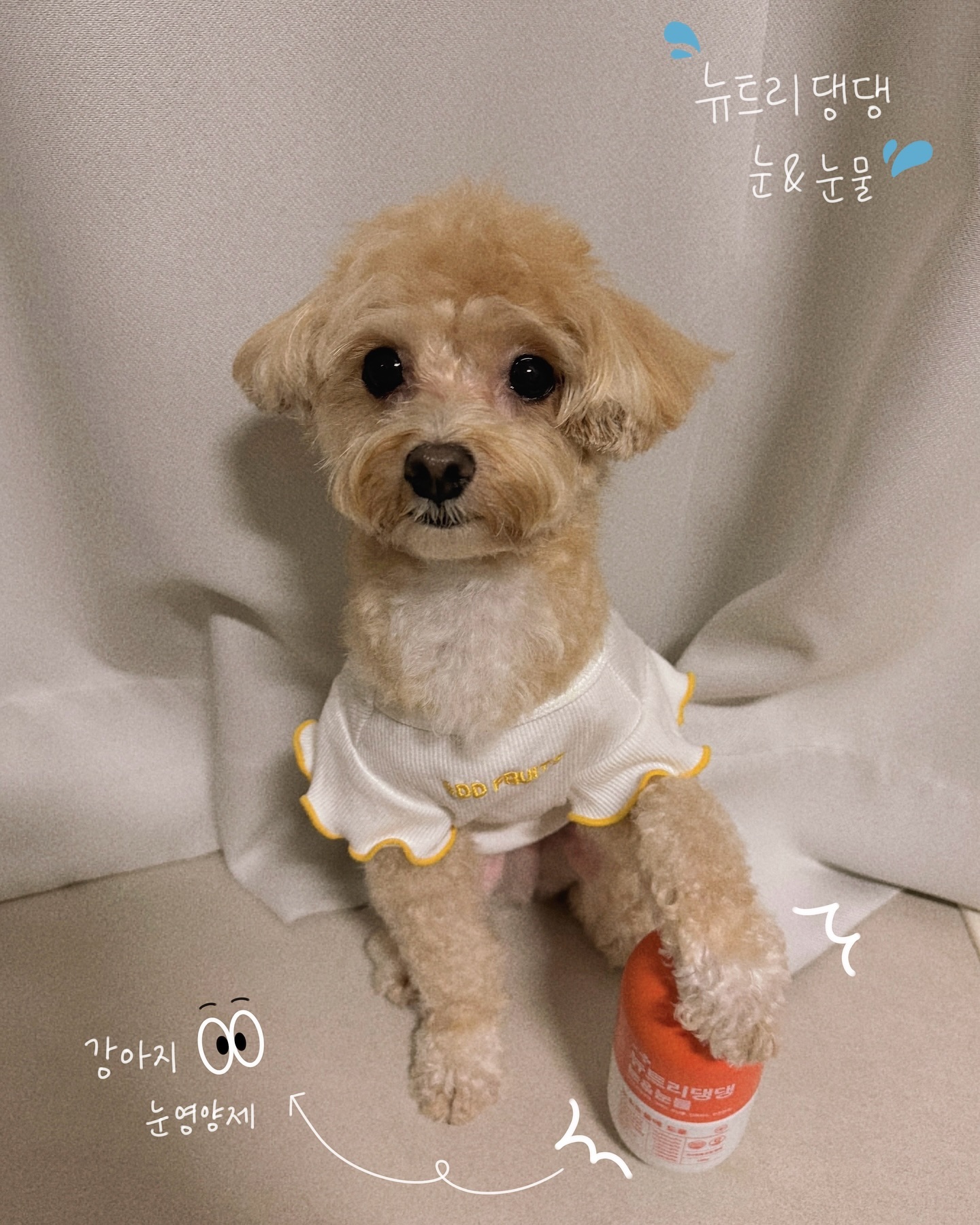 #서포터즈 
칭구들아 주말 잘 보냈어?〰️💨
이제 밤에는 날씨가 너무 덥지 않아서 산책을 자주 가는데
신나면 눈물이 많이 나는 스타일이라,,눈물 관리가 필수야,,💦
나처럼 눈물 많은 칭구들 또 있을까? (강아지&고양이 모두 포함 ෆ)
그런 칭구들을 위해 눈&눈물 영양제 “뉴트리댕댕”을 소개해줄게👀

[추천하는 친구들]
👀 눈곱, 눈물자국이 심한 아이
💦 유전으로 인해 눈 이상질환을 진단받은 아이
👀 눈 수정체가 혼탁하거나 눈이 건조한 아이
💦 눈 주위가 자주 붉어지고 붓는 아이
👀 빛에 대해 과민 반응을 보이는 아이
💦 미리 눈&눈물 건강을 챙겨주고 싶은 아이

🏷️ hello_mypet 

[뉴트리댕댕 눈&눈물 효과]
👀 안과질환 예방
💦 눈물자국이 개선
👀 눈 건강에 도움

[뉴트리댕댕 눈&눈물 중요 포인트]
💦 눈 건강과 눈물자국 해소에 도움
👀 밀크시슬, 루테인(마리골드), 7베리류 농축 등
눈에 도움 주는 주성분으로 구성
💦 가수분해 오리고기 사용
👀 유해 물질 불검출 테스트 통과
💦 HACCP 인증, ISO, FDA 인증시설 제조

[뉴트리댕댕 눈&눈물 복용법]
👀 4kg 미만-하루 1~2정
💦 4~10kg 이하-하루 2~4정
👀 10kg 이상-하루 4~6정

✔️ 갈밤이가 주는 tip 🐶
-> 사료를 잘 안먹는 아이들은 영양제 복용 시 자르거나 으깨서
건사료 또는 습식사료와 함께 섞어서 급여하기 
-> 고양이 친구들은 먹기 좋게 자르거나 으깨서 급여하기

갈밤이는 눈물이 일상인데 눈물로 인해 털이 젖으면서
세균이 번식하는 건 모두 알고 있지? 그렇게 되면 나중에 시력에도
큰 문제가 발생하니까 미리미리 아이들 눈건강 지켜주자! 👀✨
지금 공식몰에서 최대 72%로 할인 중이니까 얼른 달려가자〰️!!

#헬로마이펫 #뉴트리댕댕 #강아지영양제 #강아지눈물자국 
#강아지눈물 #강아지 #강아지눈물영양제 #강아지눈영양제