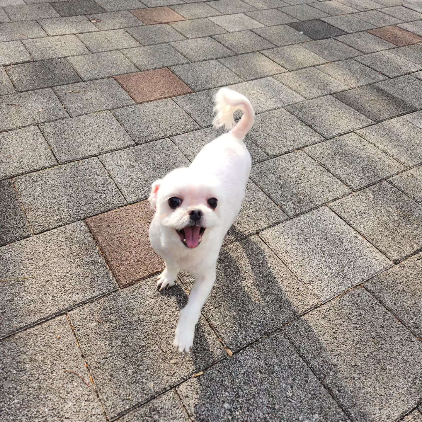 #쪼리네🌻 
날씨 넘 조타~🍀
잠시 목줄 벗겼는데 신나게 뛰어놀줄 알았드만 
졸졸졸 쫓아다니기만하네
집에 가자하니 시무룩😭😭

#엄마바보개딸 #10살노견 #동안이쥬🐶 #강아지산책시간 #말티즈그램 #사랑해❤️ #개딸이랑