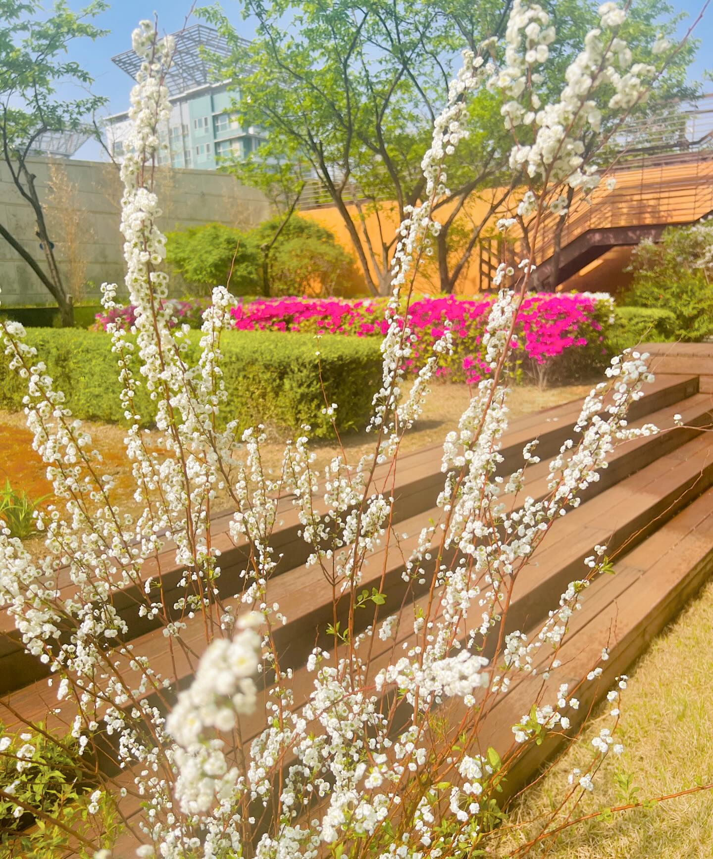 벌써 봄도 다 지나간 느낌이다. 우리집 정원 삼고 싶은 회사 정원 💕💕💕 봄꽃 들여온지 얼마 안되었는뎅 이제 여름 들여올 꽃 챙겨야겠다. 😄

또 창립기념일 준비할 시즌이 됐고, 이때가 되면 1년의 반은 지나갔단 생각에… 아 🥹🥹 나 뭐했지? 이러는데, ㅎㅎㅎㅎㅎㅎ 

그래도 올 해는 인생의 빅 이벤트들이 있어서 뿌듯하긴 하네. 내일이면, 임신 23주차되는데 몸이 심하게 무겁다. 

엄마가 되는 것의 무게에 비하면 지금은 아무것도 아니겠지만, 힘들긴 힘들어. ㅎㅎㅎㅎㅎ  #골반통증 #허리통증 #임산부각종질환 😆😆😆😆😆 

요즘 인스타 들어왔다가 #스레드 넘어가 사람들 사연읽고 그러는데, 역시나는 릴스나 숏폼보단 글이 편하고 좋다. 나도 본격적으로 가볍게 #스레드연재 를 해볼까? 😍😍