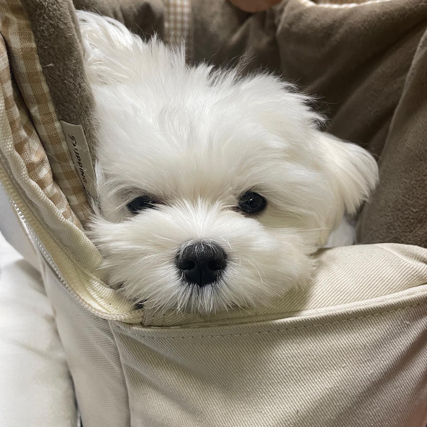 이거슨 나의 가방. 아무도 건들 수 옶.다.
