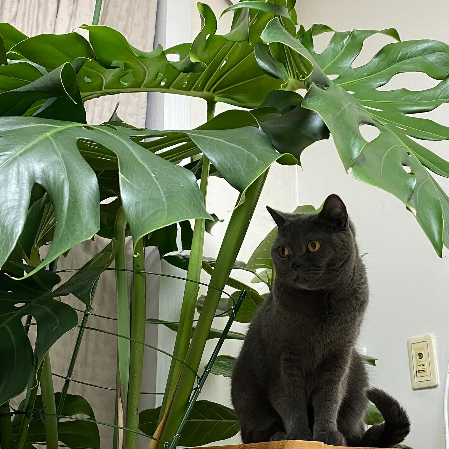 🐈‍⬛
마음에 안드는 못 먹는
쓸데없이 못생긴 큰 풀
치우고 싶다 거슬린다

눈빛이 심상치 않음
옮겨야지 불쌍한 풀

#냥아치