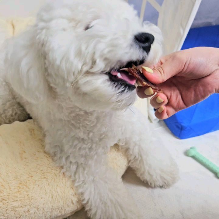 ✨️ 줄줄이간식 오리스틱 ✨️

요즘 찐빵이는 간식을 최대한 줄이고있어🥲
특히나 뭘로만들어진지 모르는 간식들은 일절 금지!

근데 #오래오래프로젝트 의 #줄줄이오리스틱 은
국내산 오리로만 만들었다고해서
안심하고 급여해봤어~!!
7.5키로 찐빵이는 하루 두 개 가능‼️

❤️ 기호성이 뛰어난 오리 안심 스틱
🧡 재구매율이 좋은 제품
💛 낱개 포장이 되어있어 깔끔하고 위생적으로 급여 가능
💚 단일 원육만을 사용하여 식이 알러지를 최소화
💙 원육 그대로의 풍미와 영양을 담은 제품

초대용량으로 당분간 간식걱정 없겠따😍

#업체로부터제공받은제품입니다 #오래오래프로젝트 #강아지오리 #강아지수제간식 #수제간식 #대용량간식 #강아지간식 #줄줄이스틱 #산책간식 #국내산간식 #애견간식 #반려견간식
