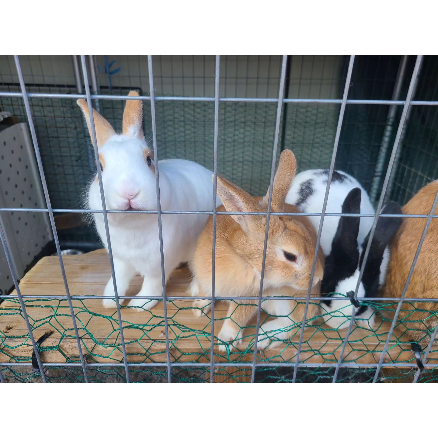 #토끼야안녕🐰

🥕🥕🥕🥕🥕🥕🥕🥕🥕🥕🥕🥕

#소통 #좋아요 #팔로우늘리기 #좋아요반사 #좋반 #좋아요늘리기 #팔로우 #팔로우미 #맞팔 #맞좋 #일상 #좋아요꾹 #셀스타그램 #좋반테러 #좋아요그램