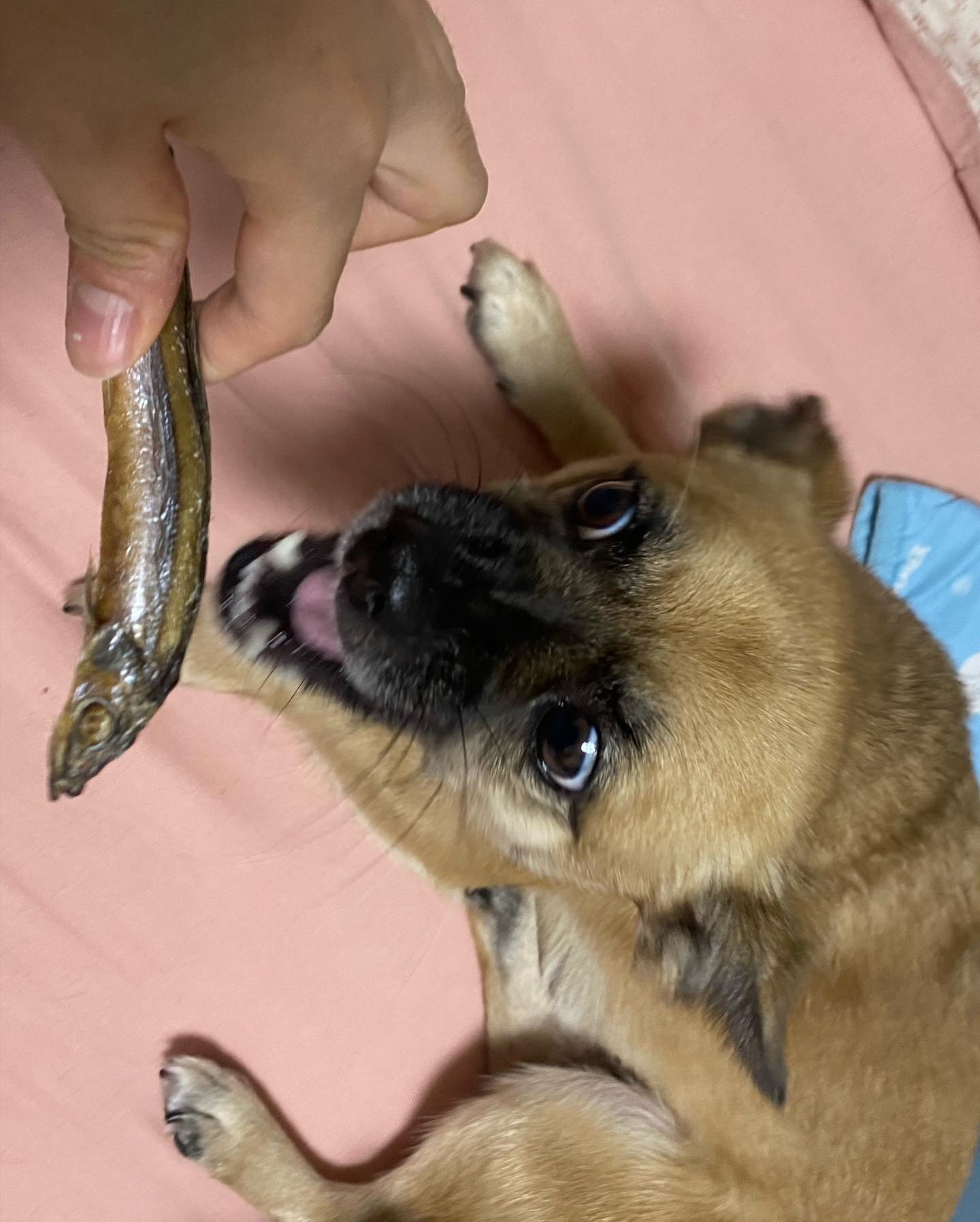 누나가 고양이수의사회에서 받아온 열빙어 트릿 먹어봤댜🐱
고먐미들껀데 맛있따😋
꼬리부터 냠냠

#고양이미안 #동보연녹두 #강아지간식 #멍팔맞팔 #멍스타그램 #dogstagram