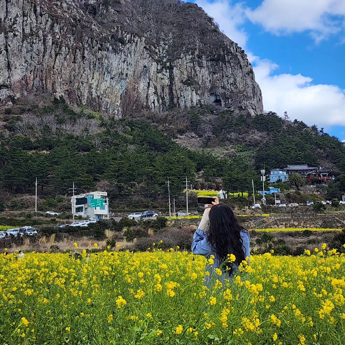 유채꽃 시즌에는 안 올리고 지나서 올리는 나···🌼