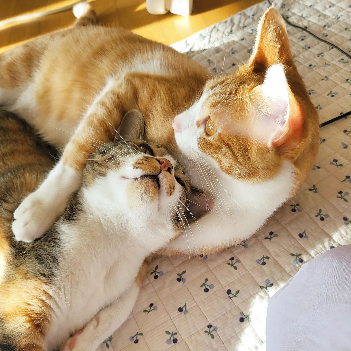 어디봥?!🐈‍⬛🐈