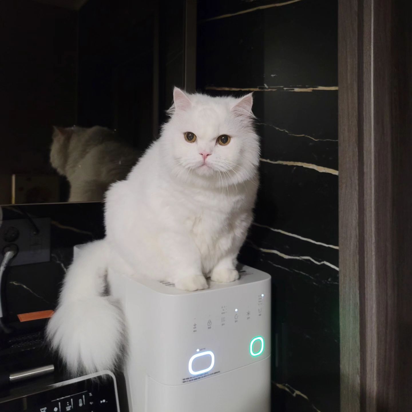 땃땃한게 딱 히양이 자린뎅ㅎ

#하양이자두